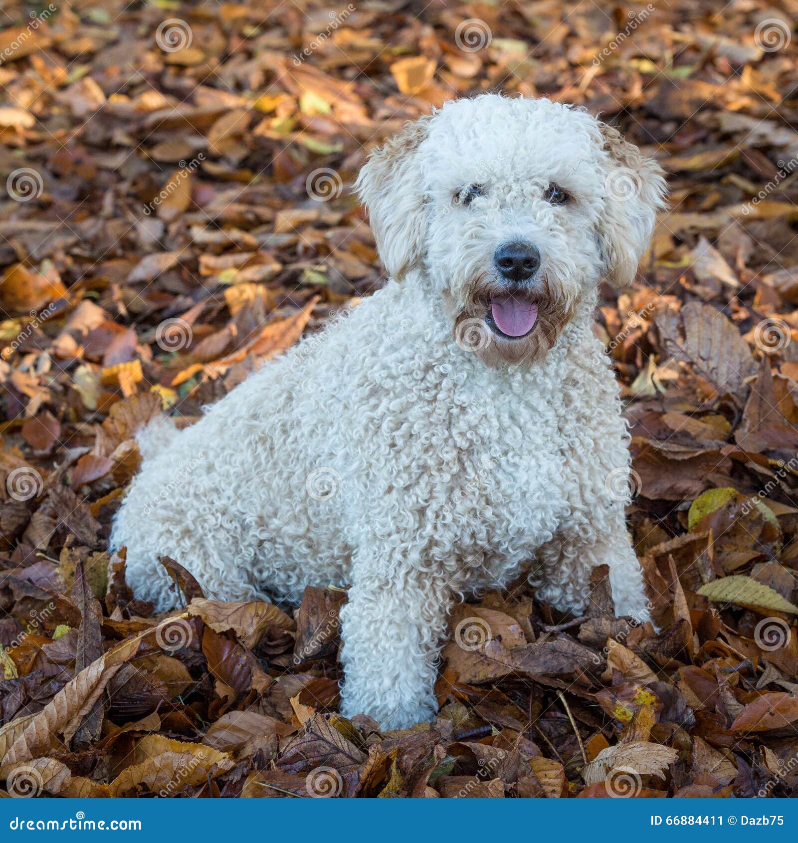Spanish Water Dog In Leaves Stock Image Image Of Outside Autumnal 66884411
