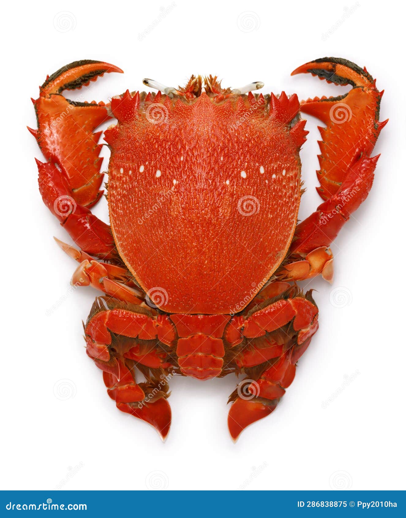Spanner Crab, Red Frog Crab Stock Image - Image of fresh, crab