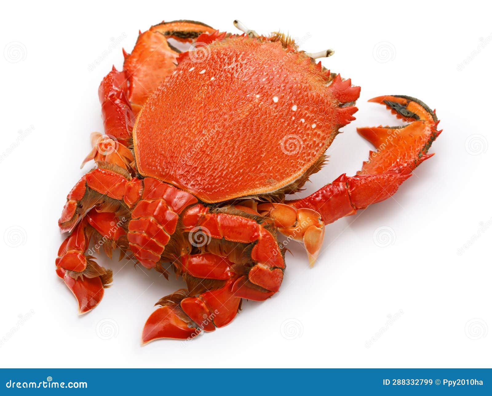 Spanner Crab, Red Frog Crab Isolated on White Background Stock