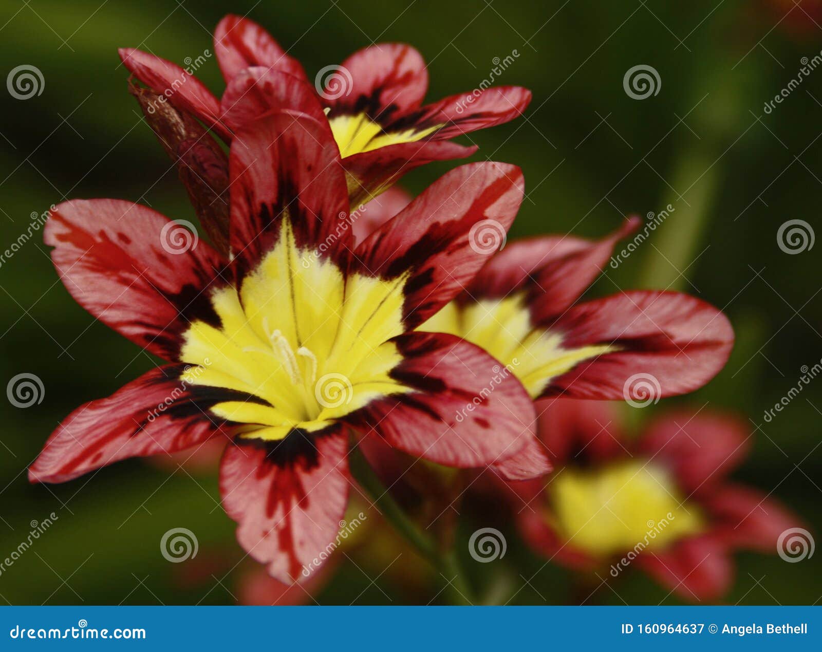 Sparaxis Tricolor Harlequin Flower Stock Image Image Of Harlequin Summer