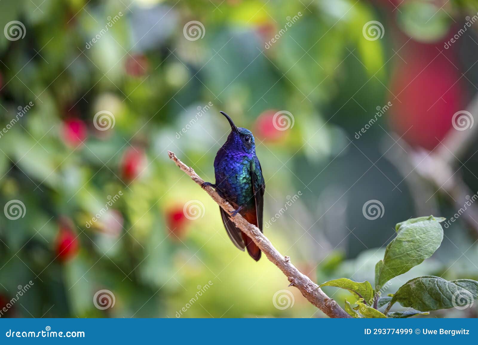 sparkling violetear (colibri coruscans), rogitama biodiversidad, colombia