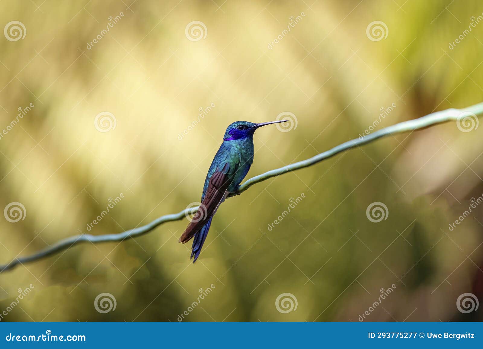sparkling violetear (colibri coruscans), rogitama biodiversidad, colombia