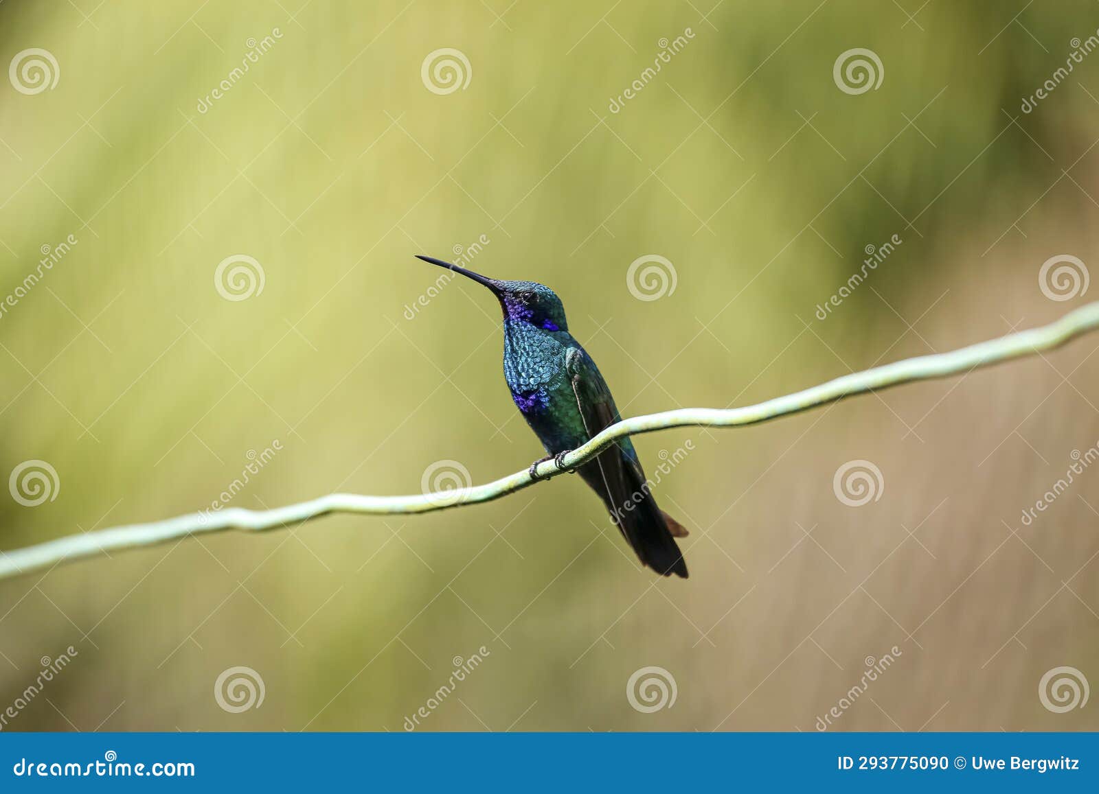 sparkling violetear hummingbird (colibri coruscans), rogitama biodiversidad, colombia