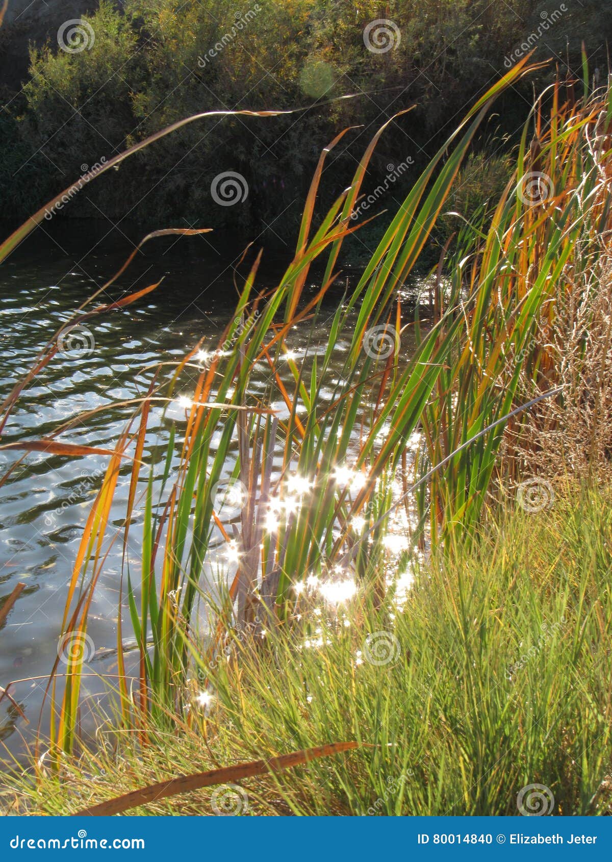 Sparkling water in lake stock photo. Image of sparkling 80014840