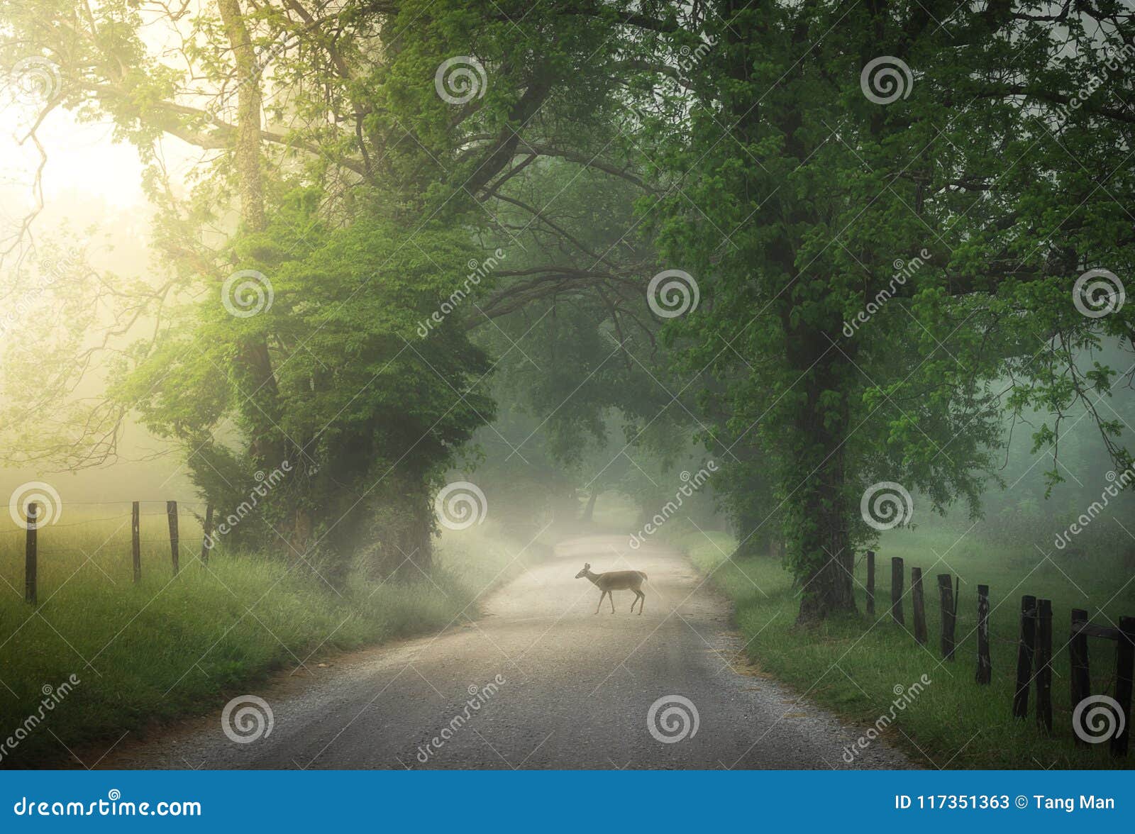 deer crossing cade`s cove on a beautiful foggy sunrise morning in tennessee.