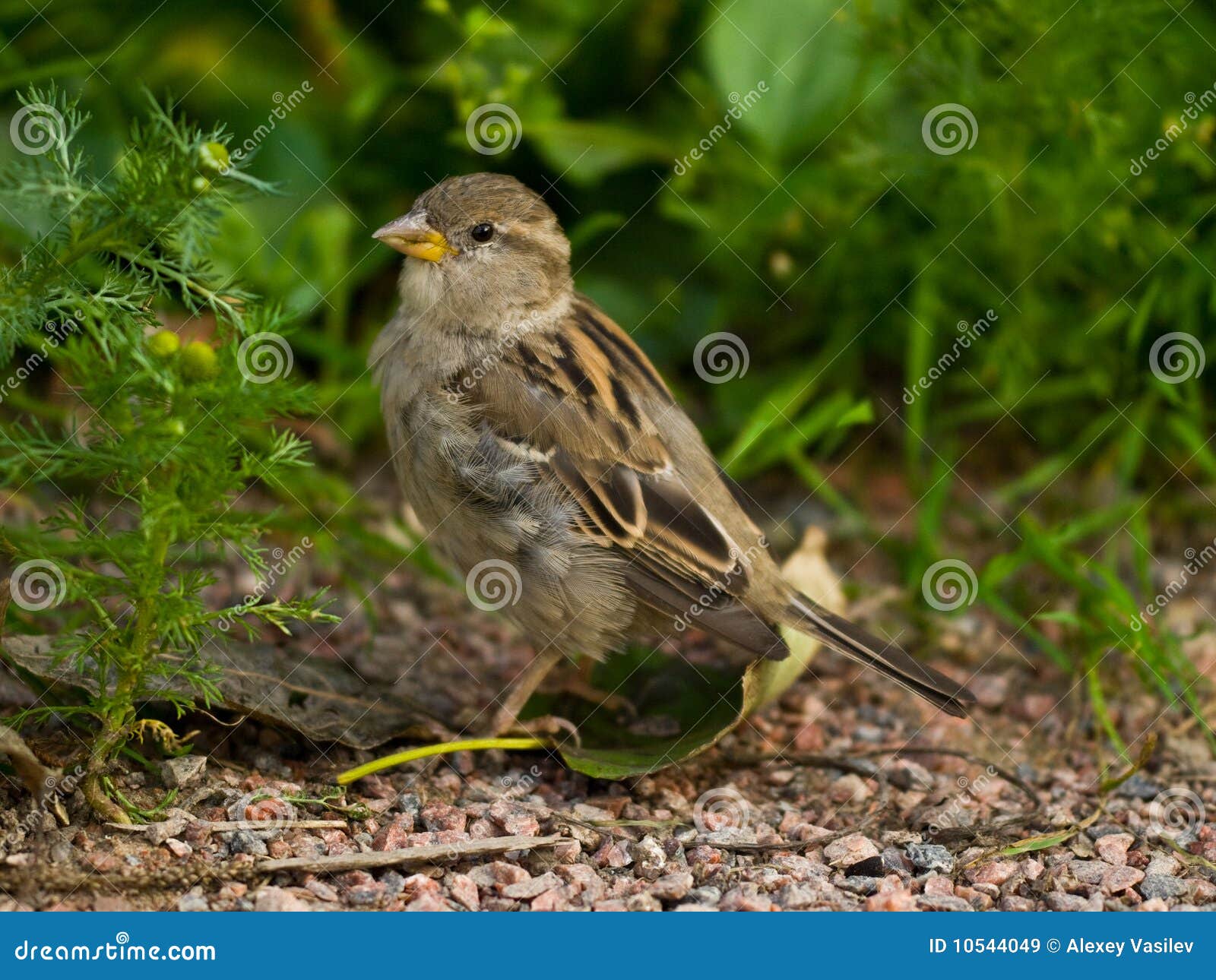 Grey sparrow on ground near horse gowan