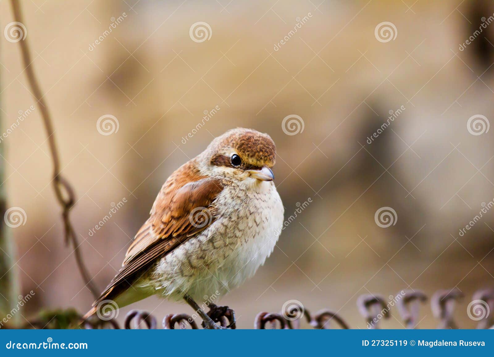 sparrow (passer montanus)