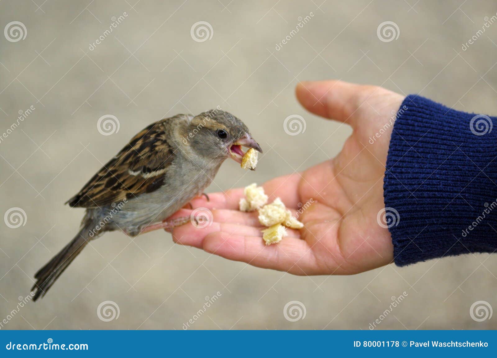 Can Baby Sparrows Eat Bread Or Other Human Foods?  