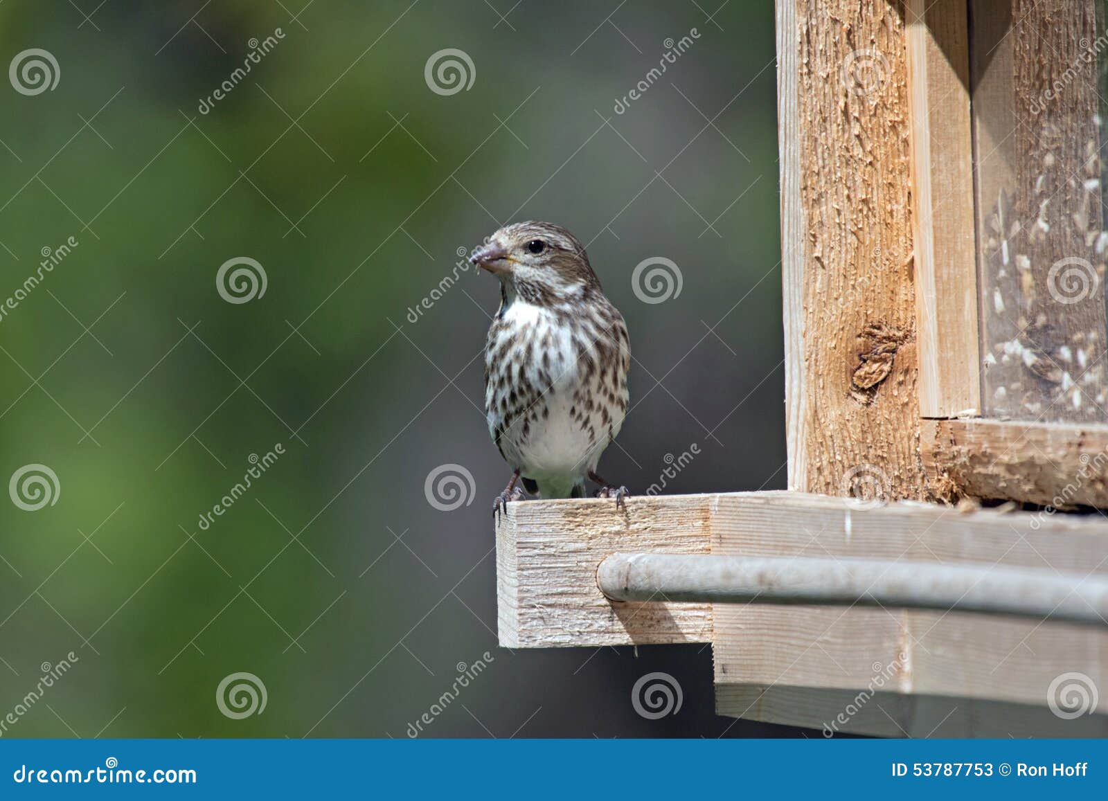 sparrow on a bird feeder