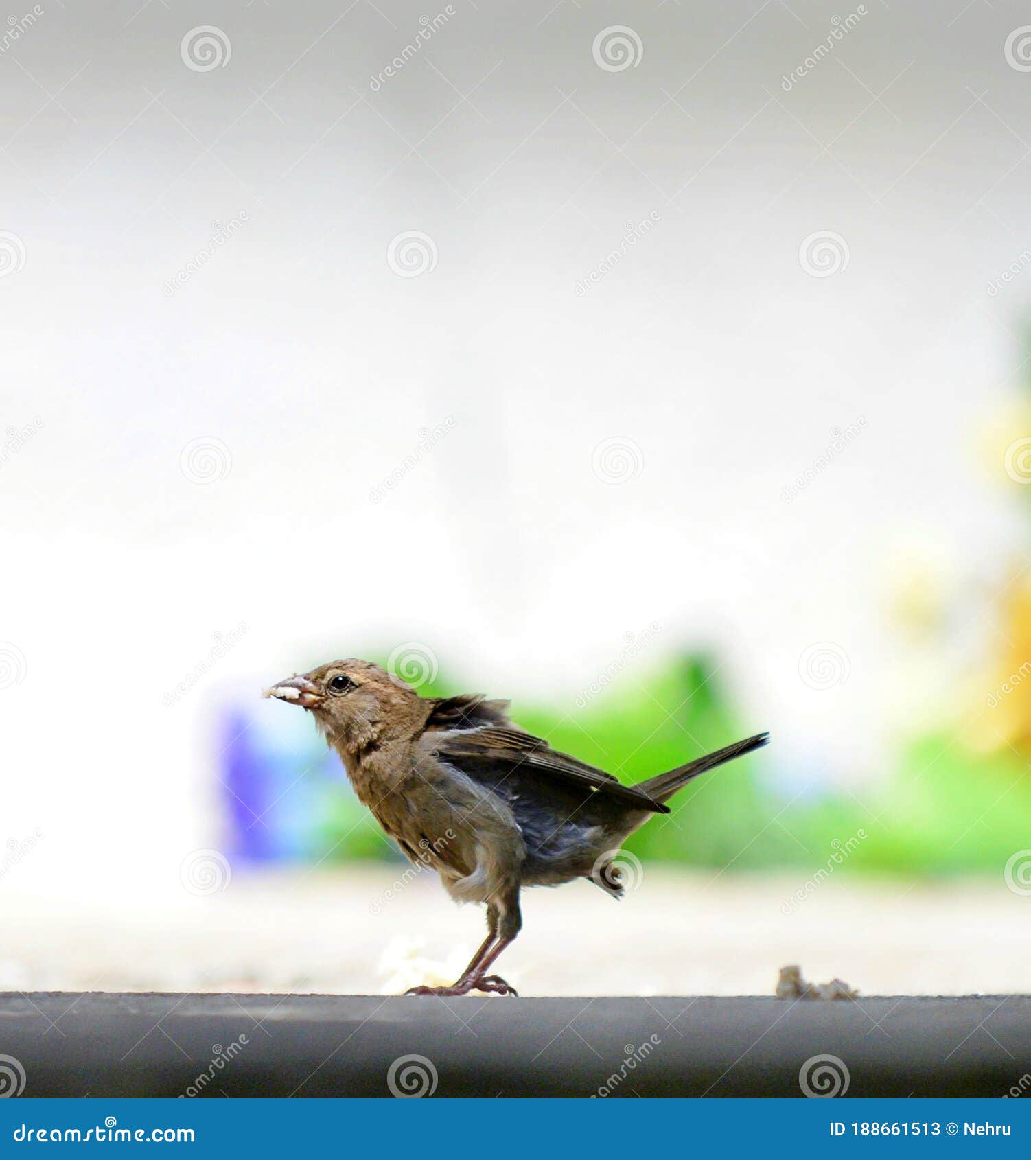 Sparrow Bird with Food in Mouth Stock Image Image of closeup, sparrow