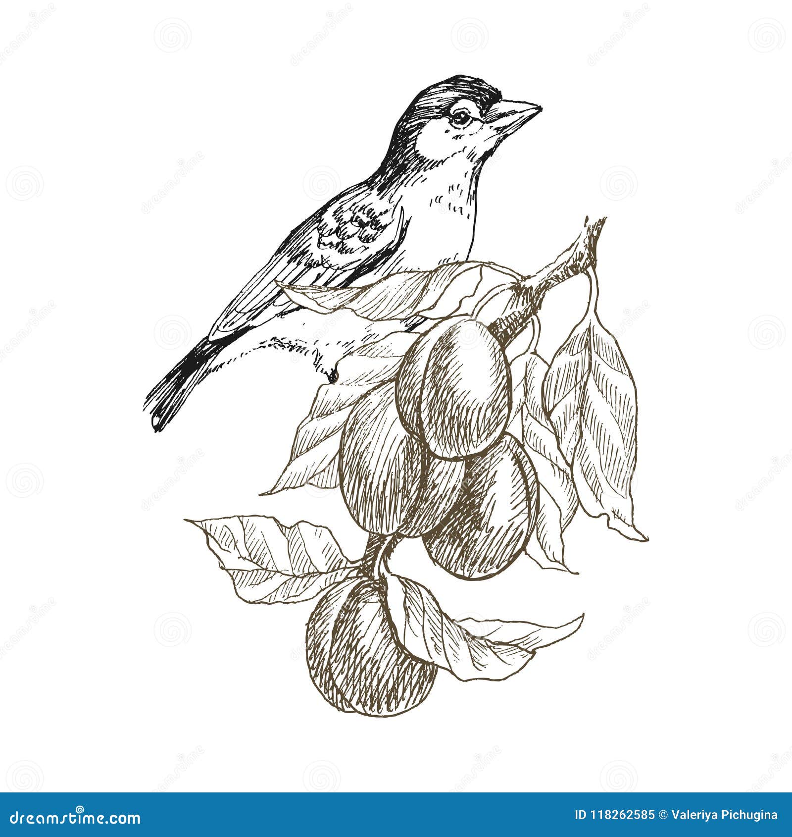 Beautiful Bird Drawings: Art for All eBook : Srijon, Chitro: Amazon.in:  Kindle Store
