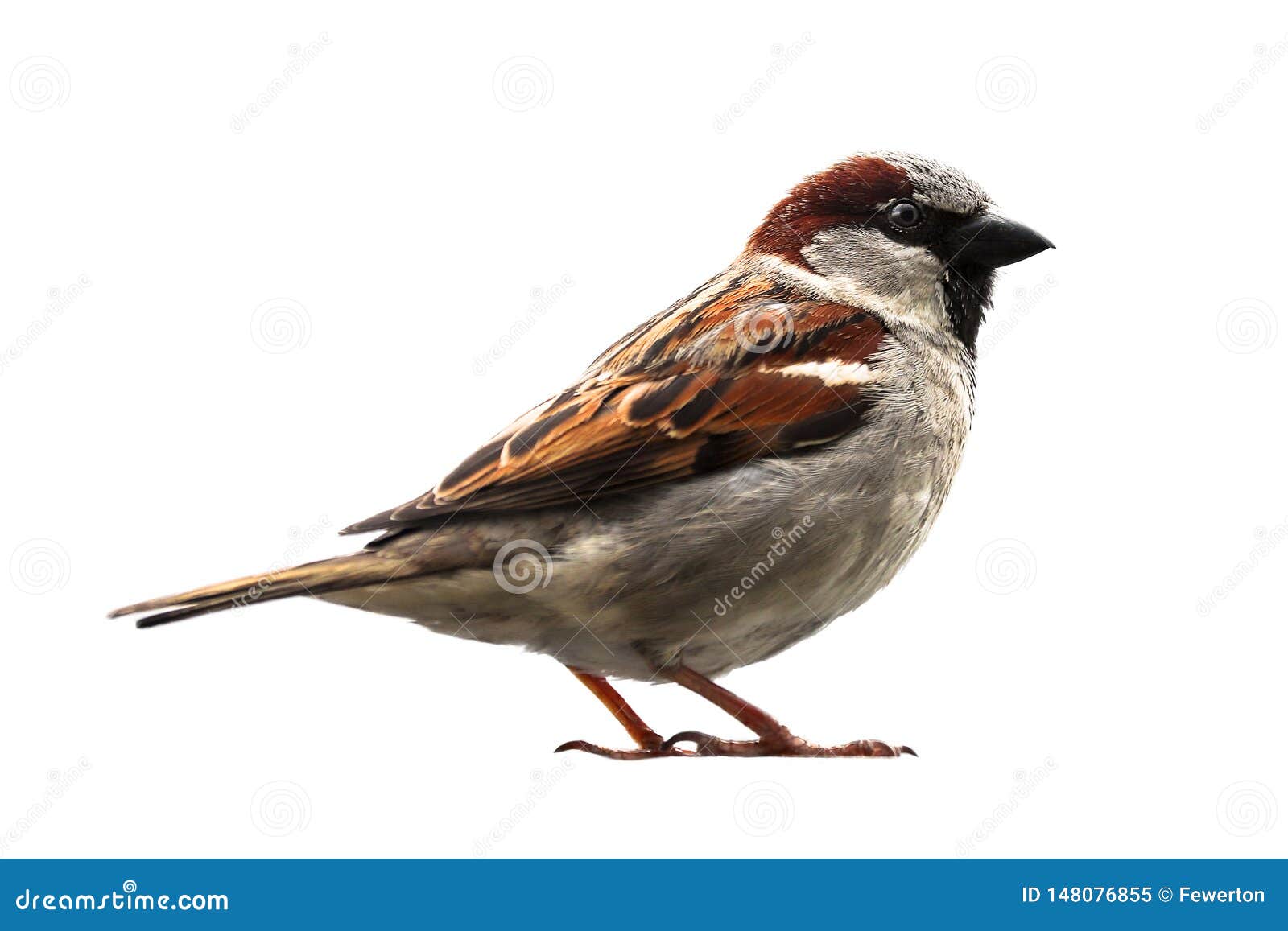 sparrow bird . sparrow songbird family passeridae sitting perching  cut out on white background close up photo.