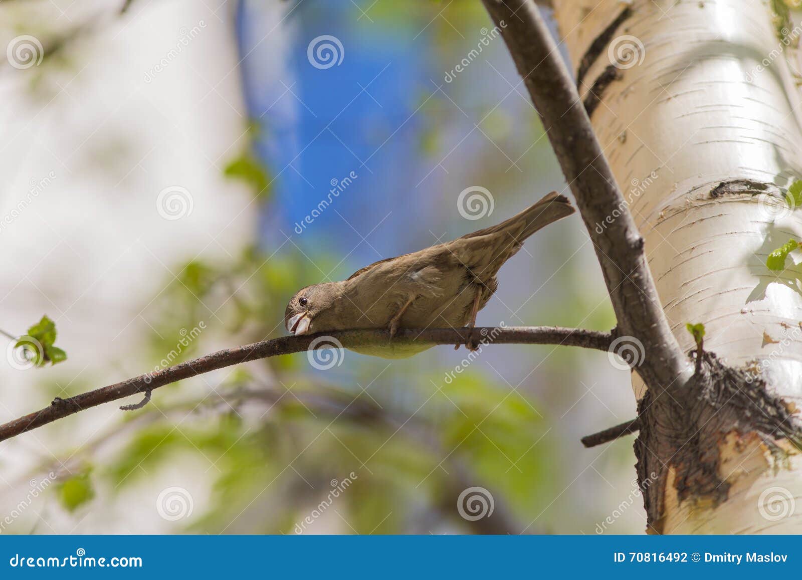 Sparrow On A Branch Of A Birch Stock Photo - Image of foliage, closeup