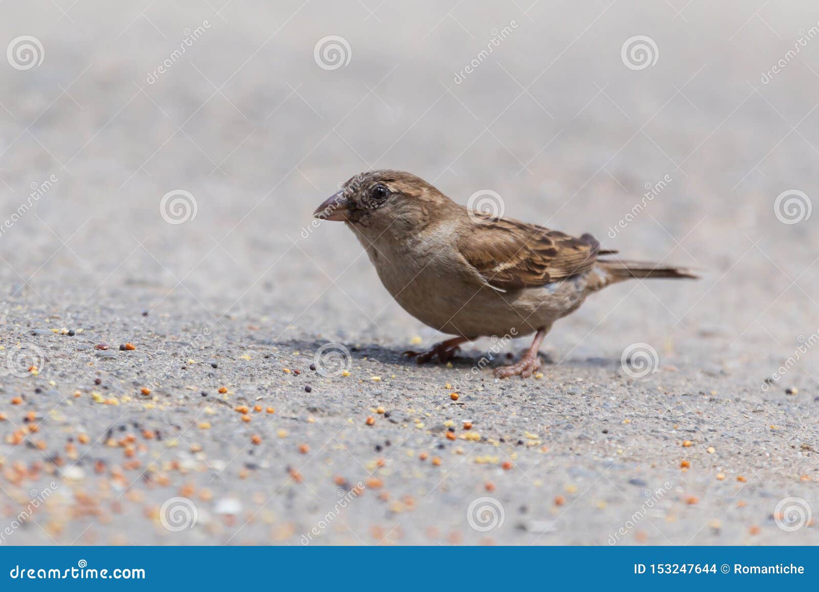 Sparrow Eating Grain on Road Stock Photo Image of close, grain 153247644