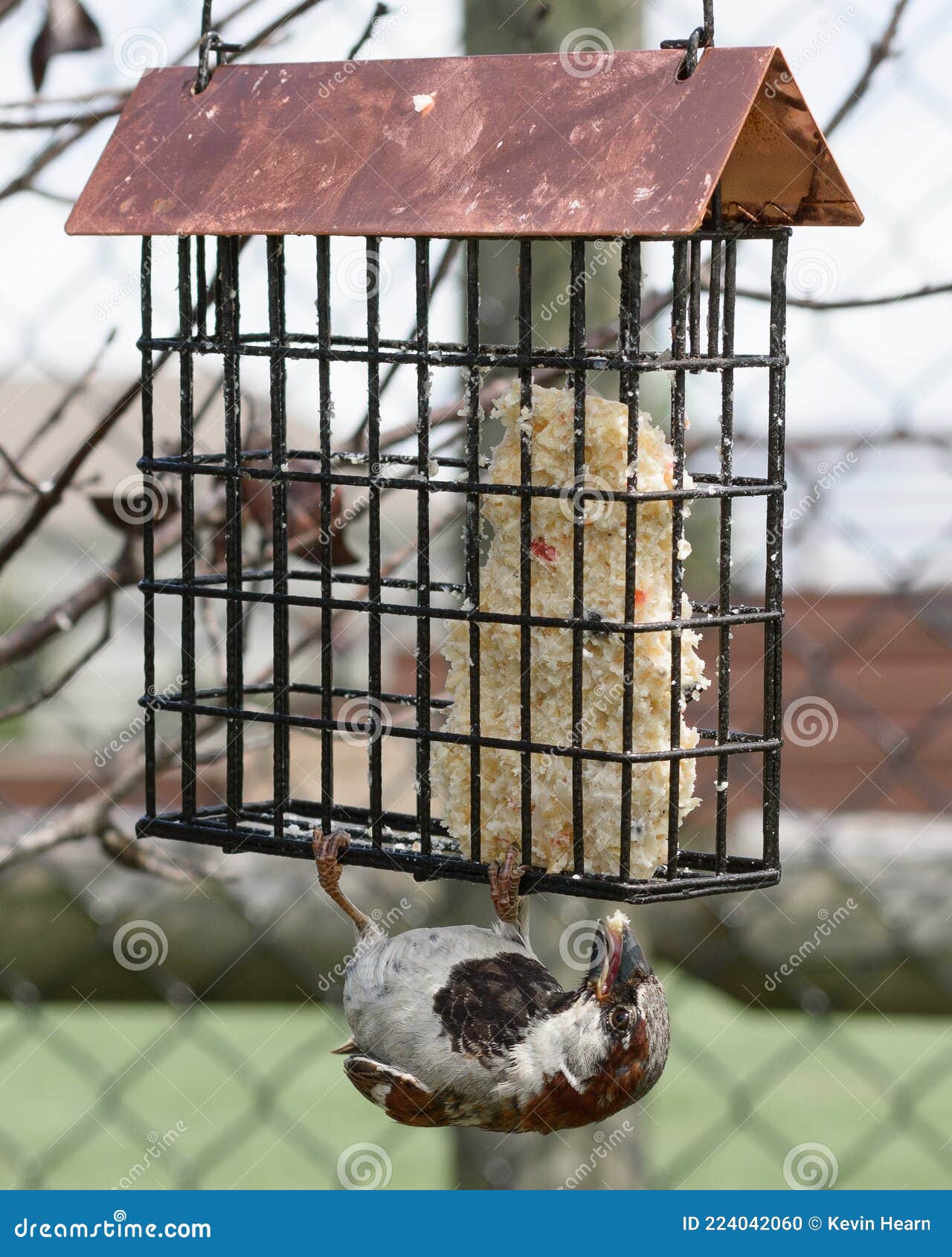 A Sparrow Eating Upside Down from a Suet Feeder Stock Photo Image of