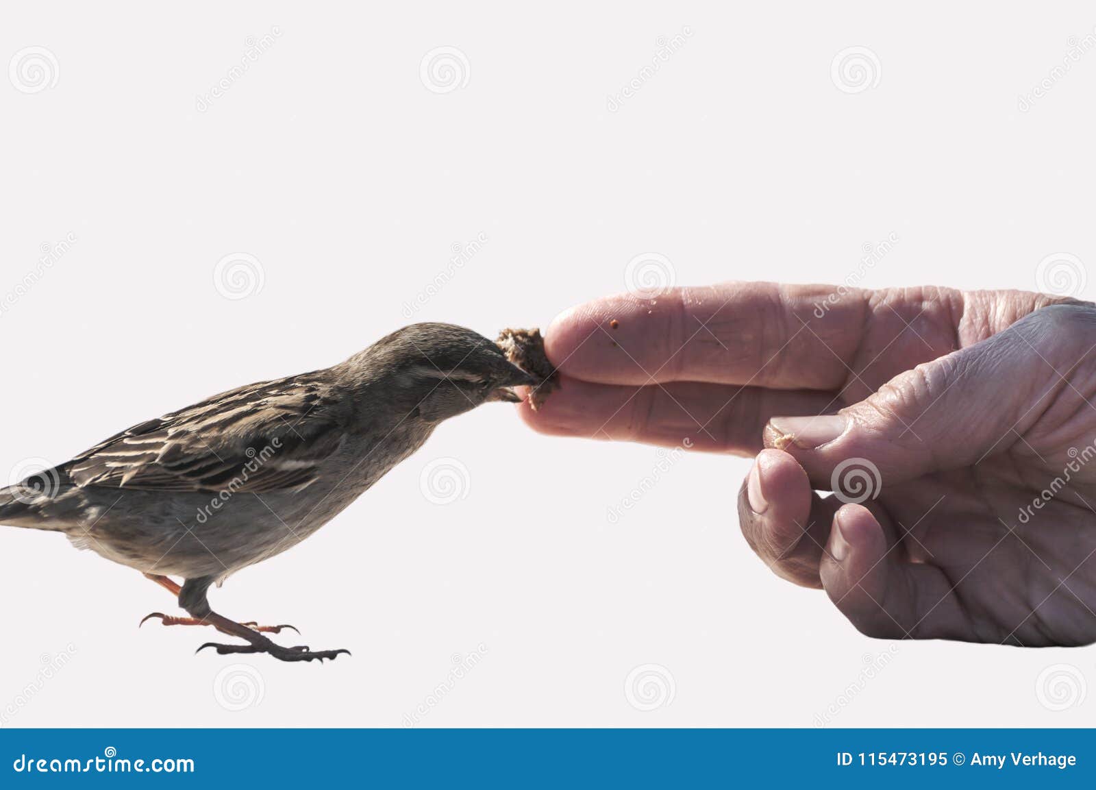 A Sparrow Eats a Crumb of Bread Stock Image Image of creature