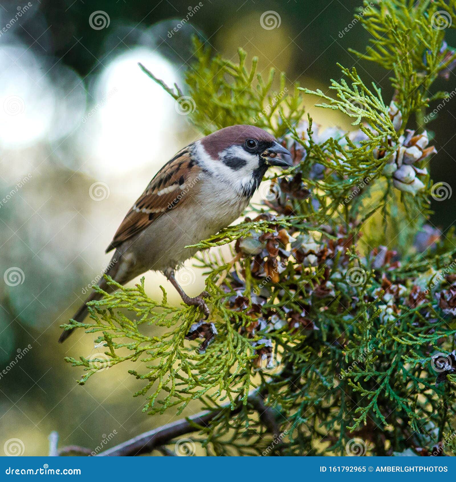Sparrow Eats Juniper Nuts on a Tree Stock Image Image of park, seeds