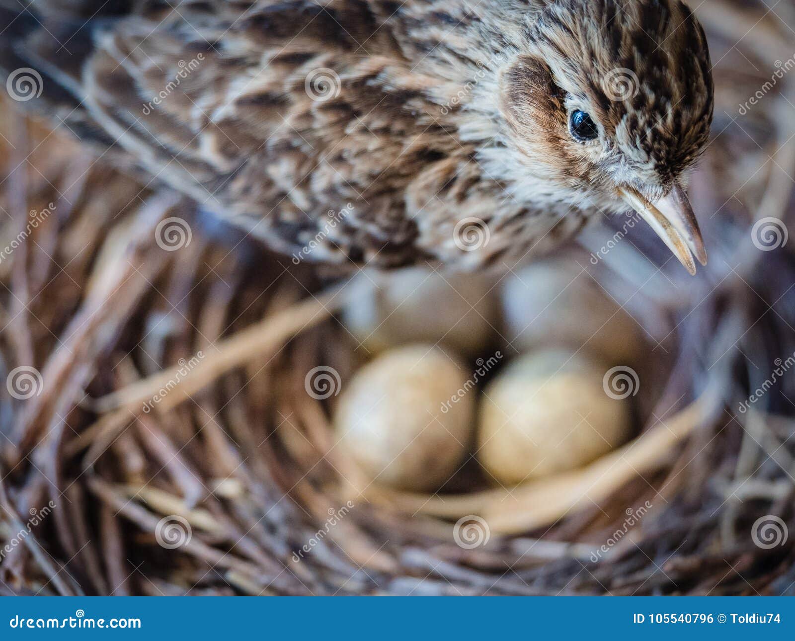 field sparrow eggs