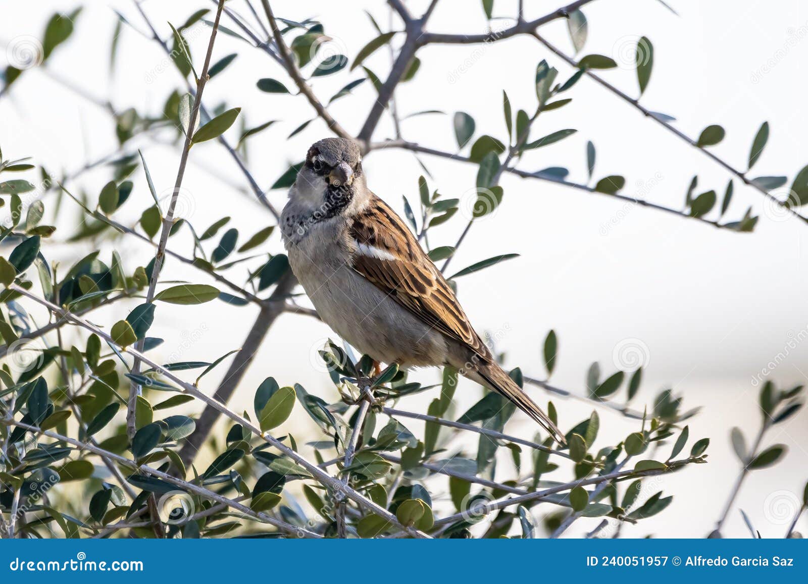 sparrow or gorrion passer domesticus perched in the branch of a olive tree