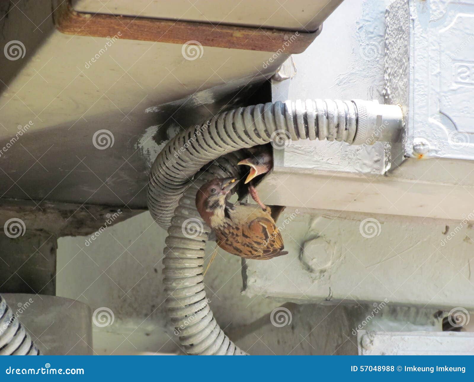 sparrow mam feeding a baby on footbridge, in a crowded city, hong kong