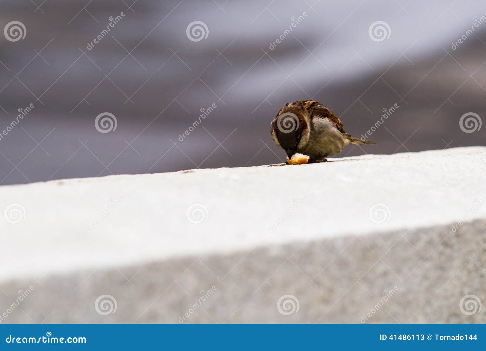 a sparrow pecks a bit of a bread