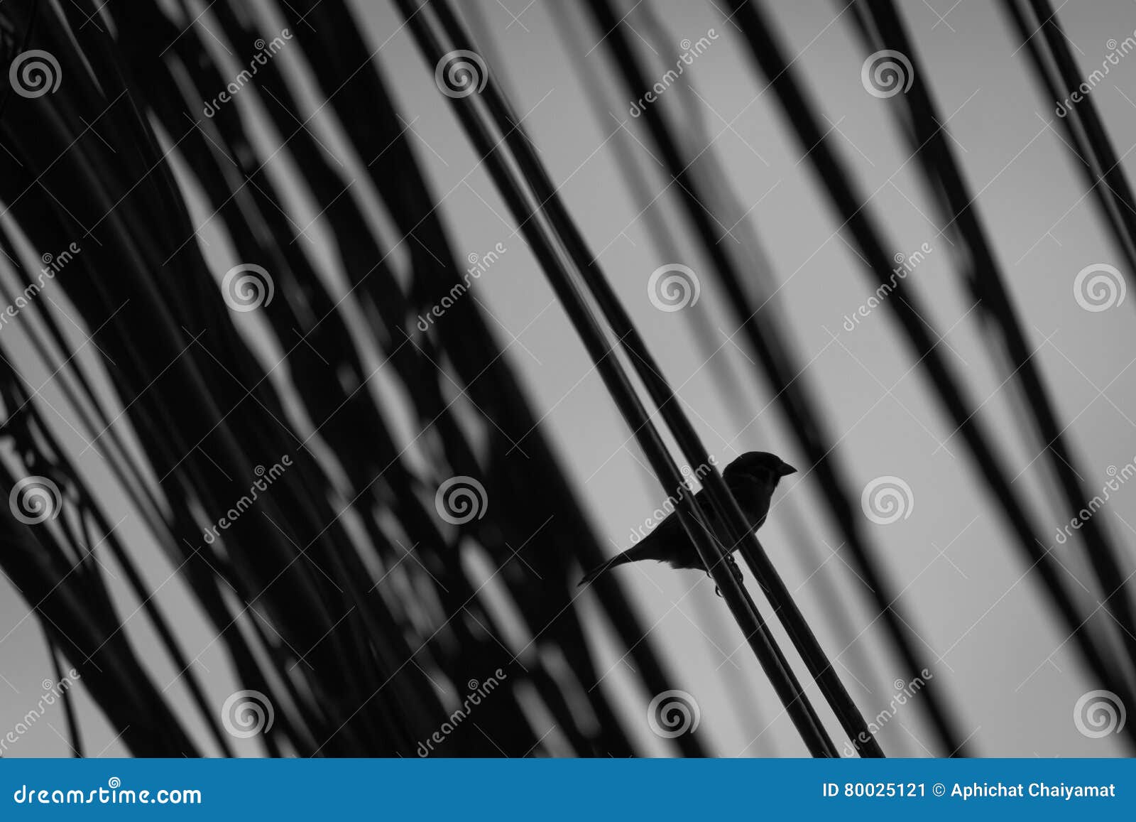 sparrow siluate