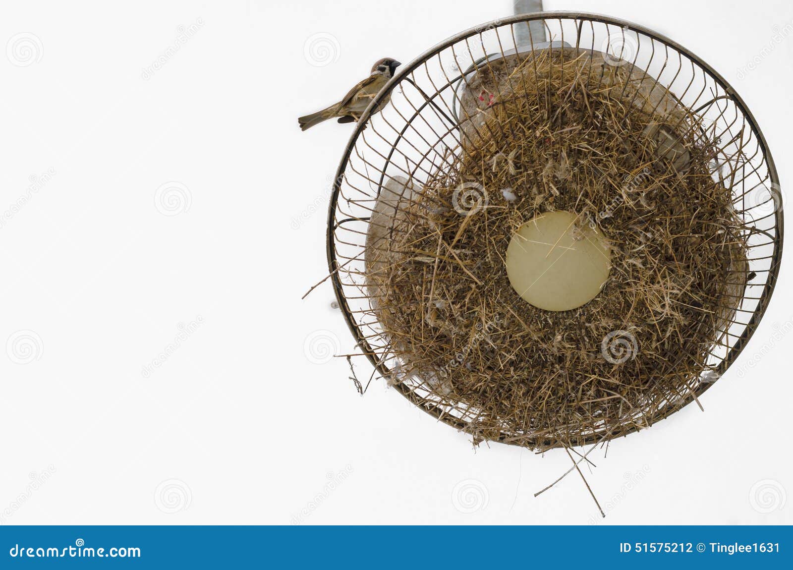 Sparrow Standing on the Ceiling Fan Stock Photo Image of ceiling, nest 51575212