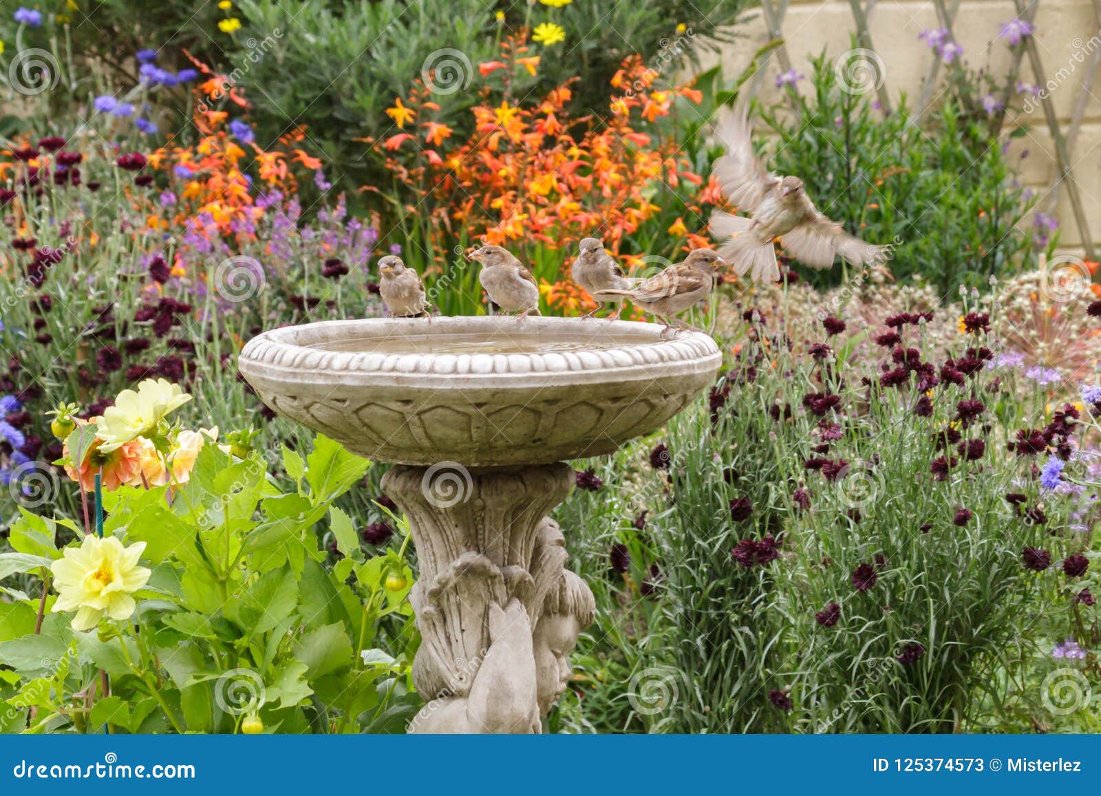 birds gathering on bird bath