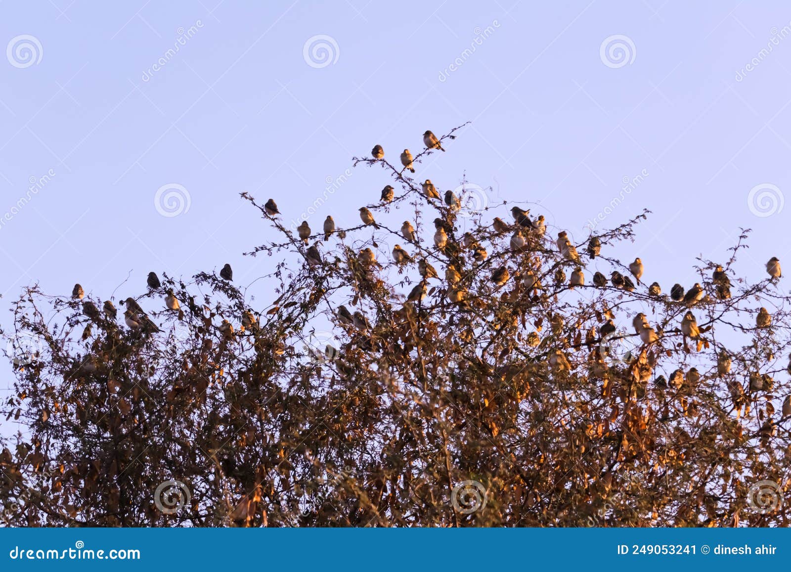 Sparrows on Tree,group of Small Birds Sitting in a Row on a Branch