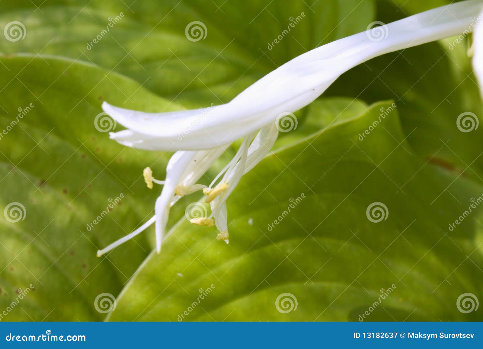 Spathiphyllum. A flor macia branca em um verde do fundo sae