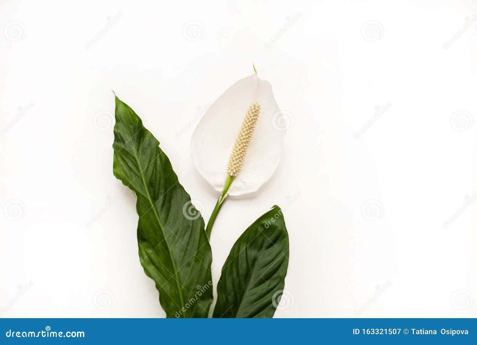 Spathiphyllum Bonheur De La Femme Ou Fleur Et Feuille De Lys De La Paix Fleur Blanche Avec Feuillage Vert Isole Sur Blanc Image Stock Image Du Blanche Feuillage