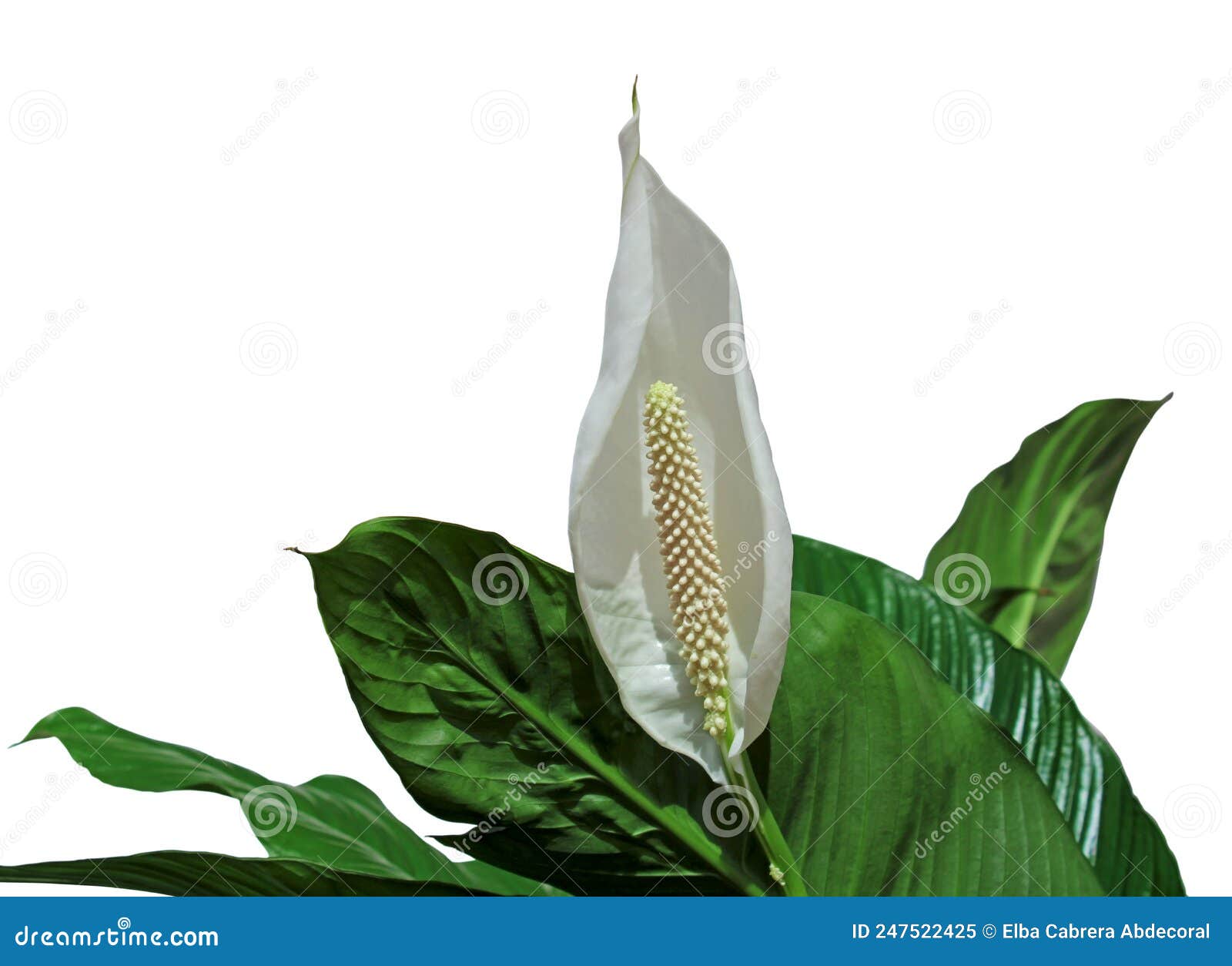 spathiphyllum flower also known as mauna loa plant, peace lily, spathe flower, white flag, white sail