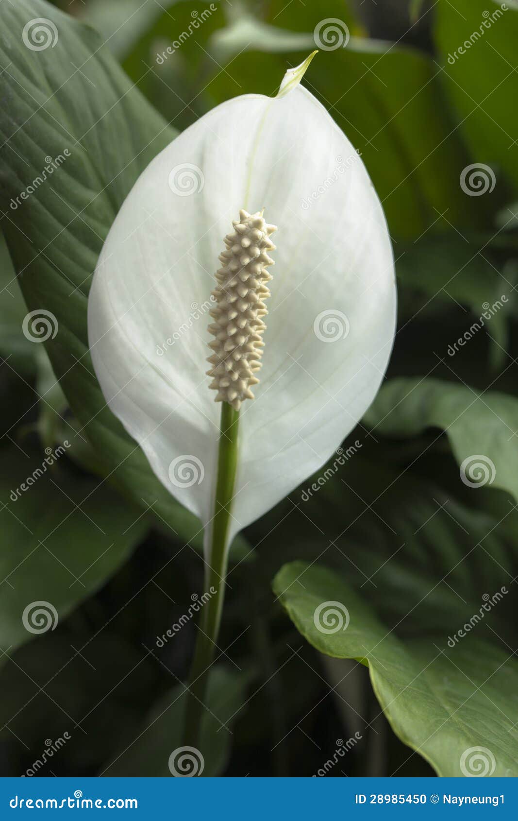 Spathiphyllum (pokój leluja). Spathiphyllum z liścia tłem w oranżerii (pokój leluja)