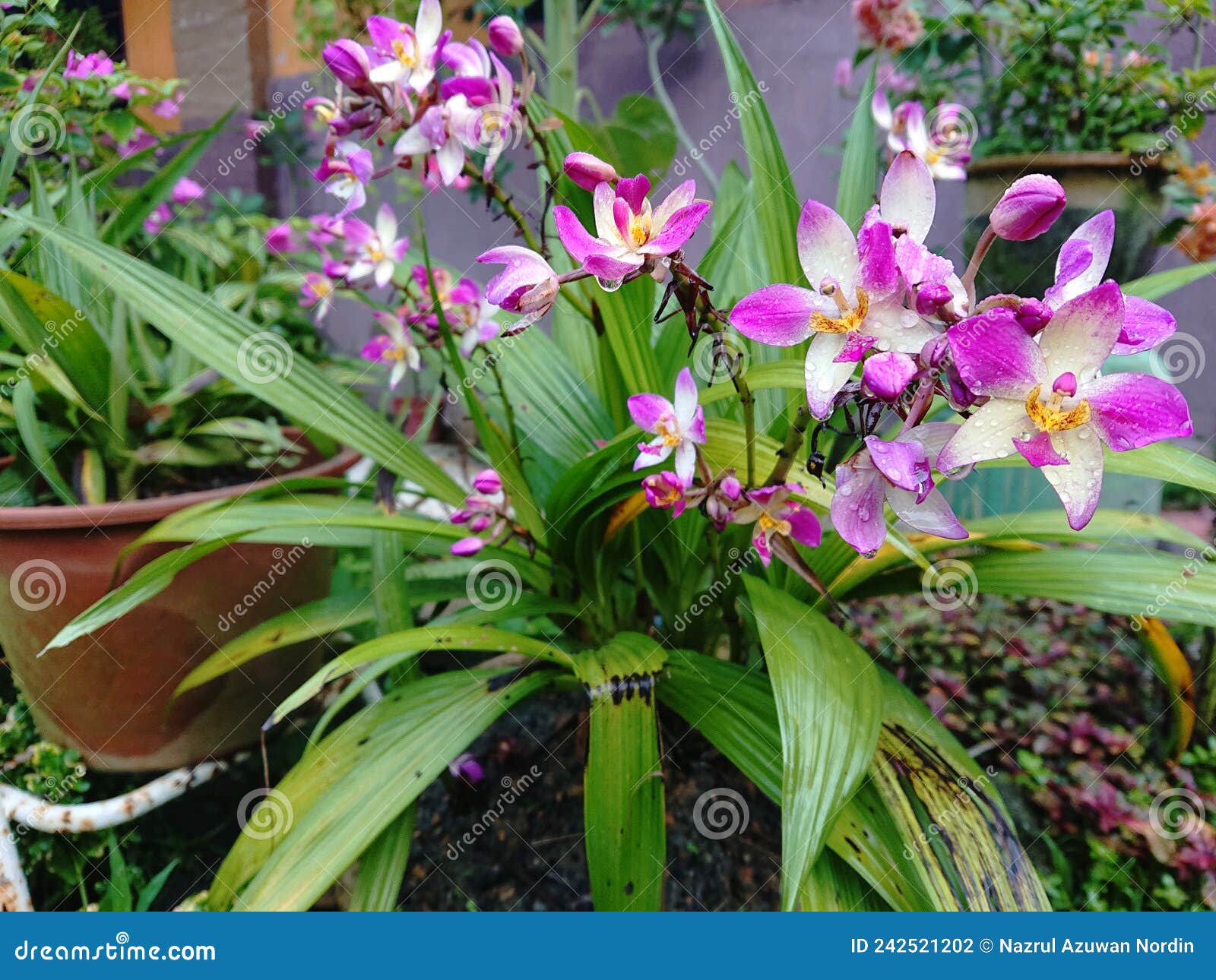 Spathoglottis Orquídea O Orquídea Terrestre Filipina Foto de archivo -  Imagen de hoja, tierra: 242521202