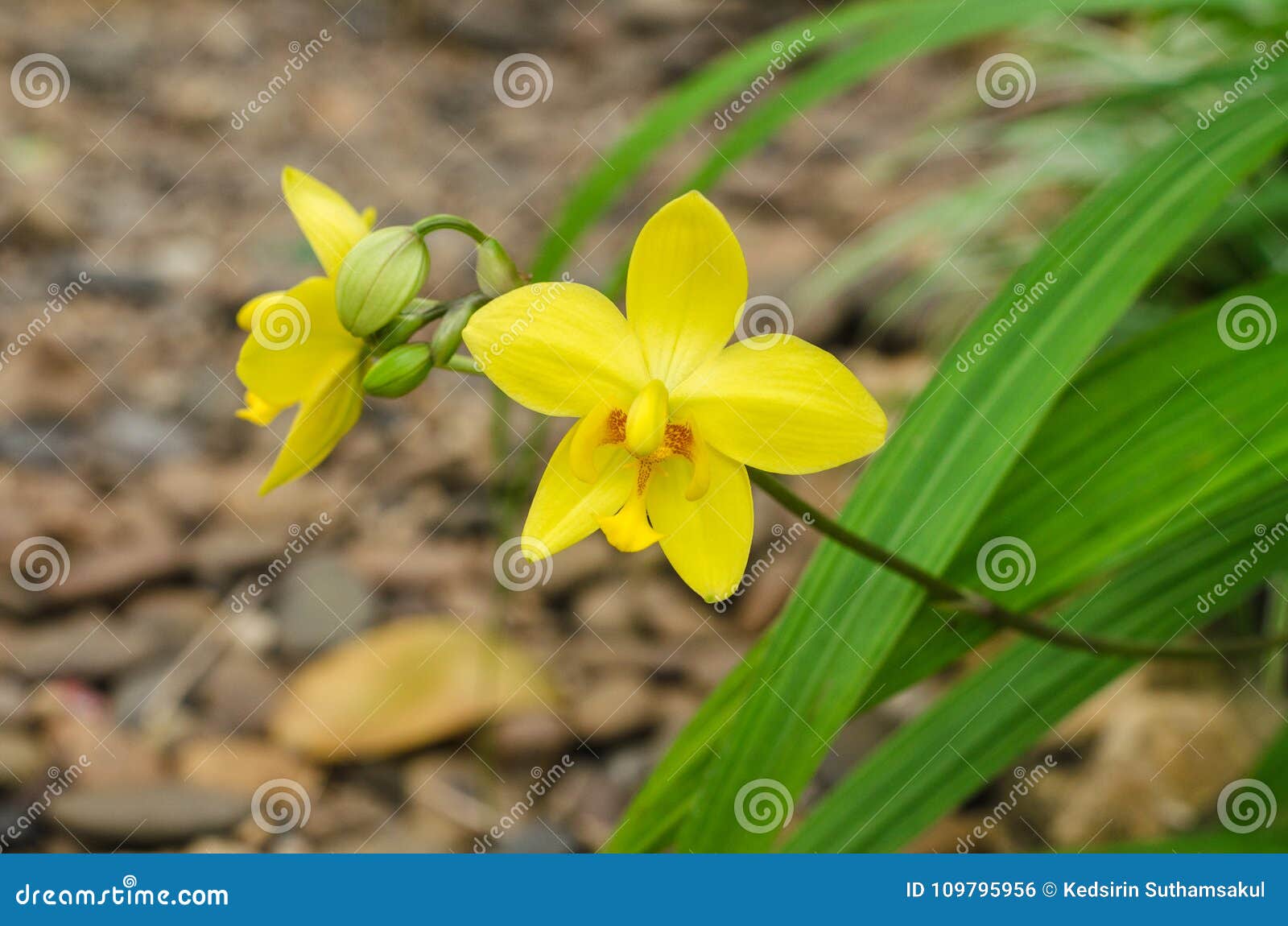 Yellow Flower of Spathoglottis Plicata Blume Orchid Stock Photo - Image of  green, leaf: 109795956