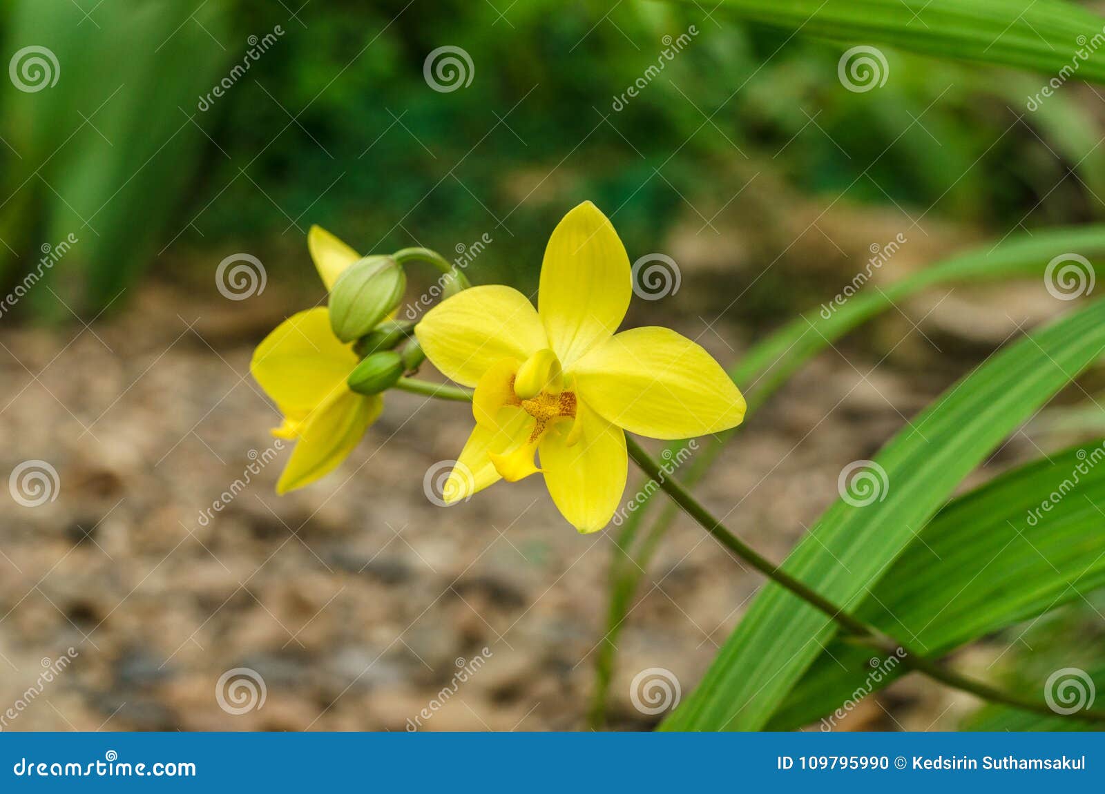 Yellow Flower of Spathoglottis Plicata Blume Orchid Stock Photo - Image of  beauty, leaf: 109795990