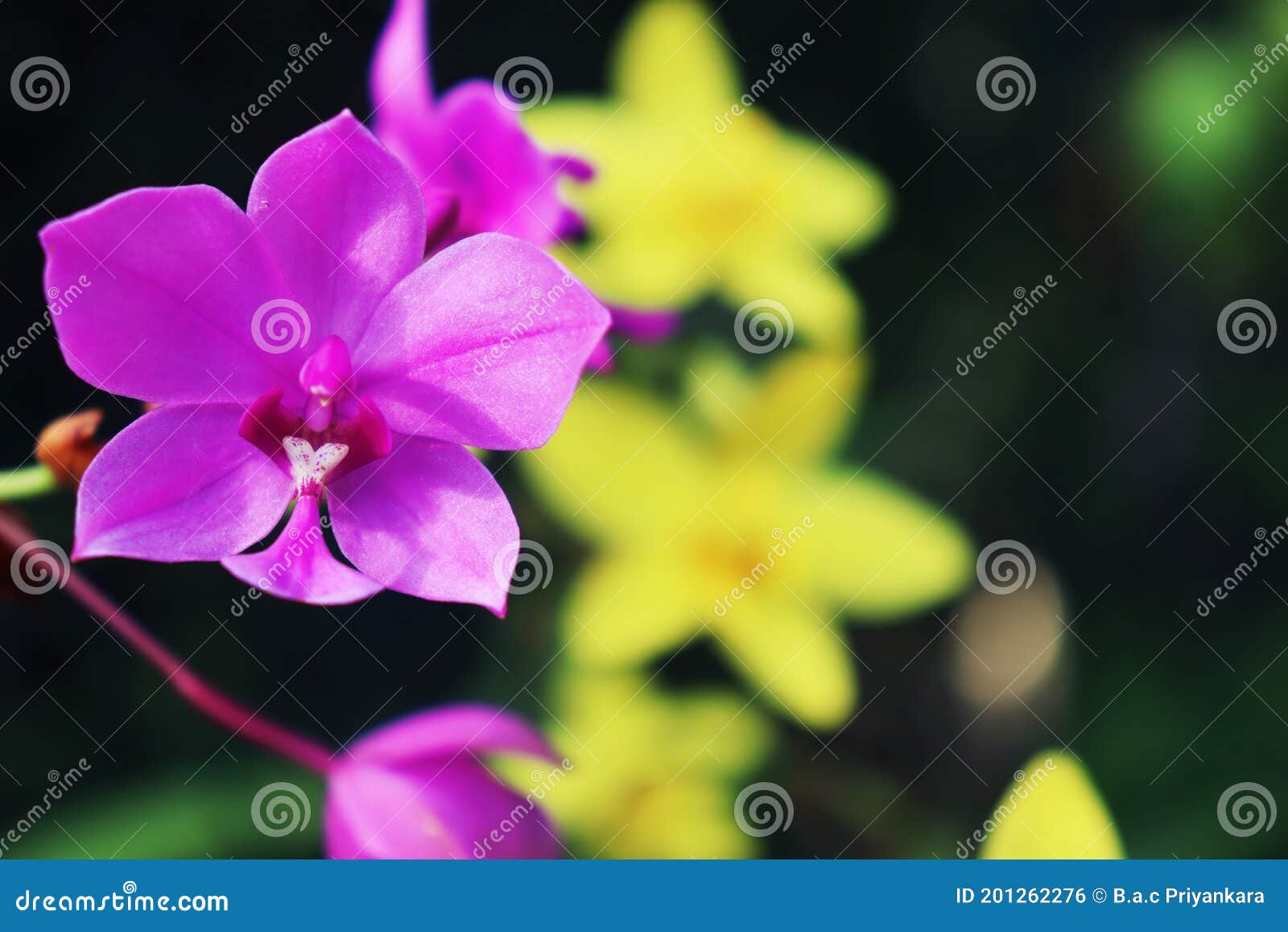 Spathoglottis Plicata, Vulgarmente Conhecida Como Orquídea Filipina Moída  Foto de Stock - Imagem de maduro, nave: 201262276