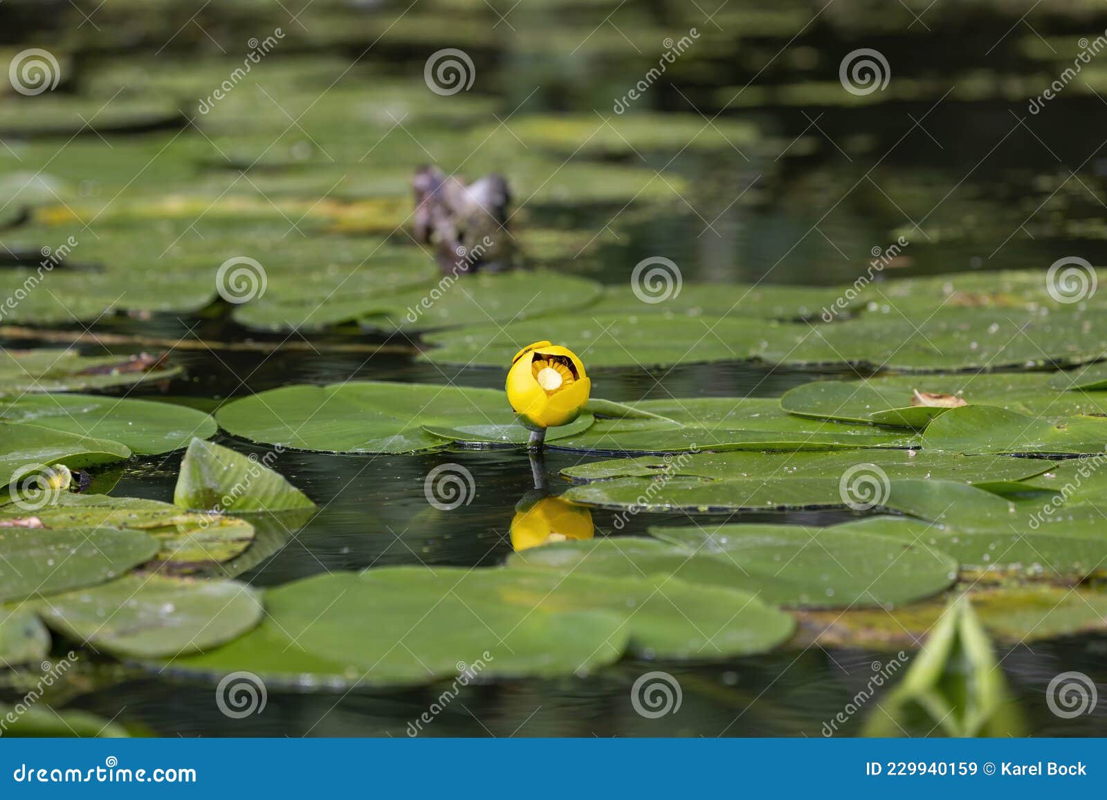 spatterdock or cow lily or yellow pond-lily  nuphar advena