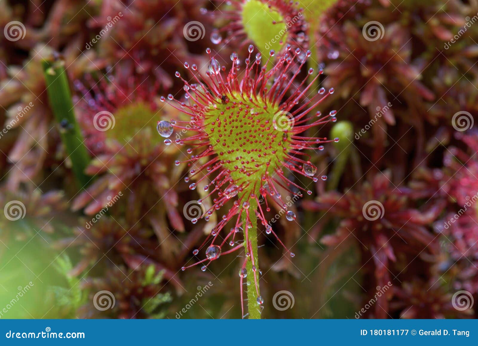 spatulate-leaved sundew  807446
