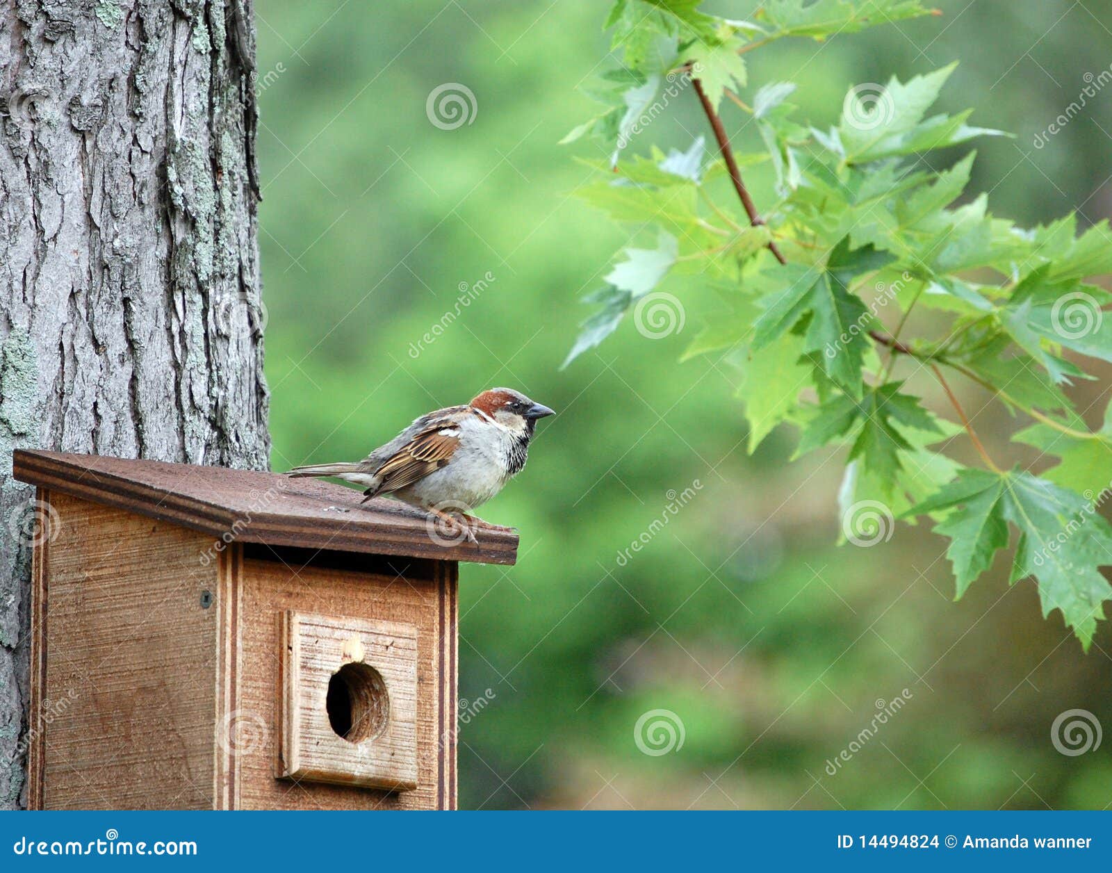 Der Spatz, der auf einem Birdhouse, Eichenzweig gehockt wird, hängt nahe.