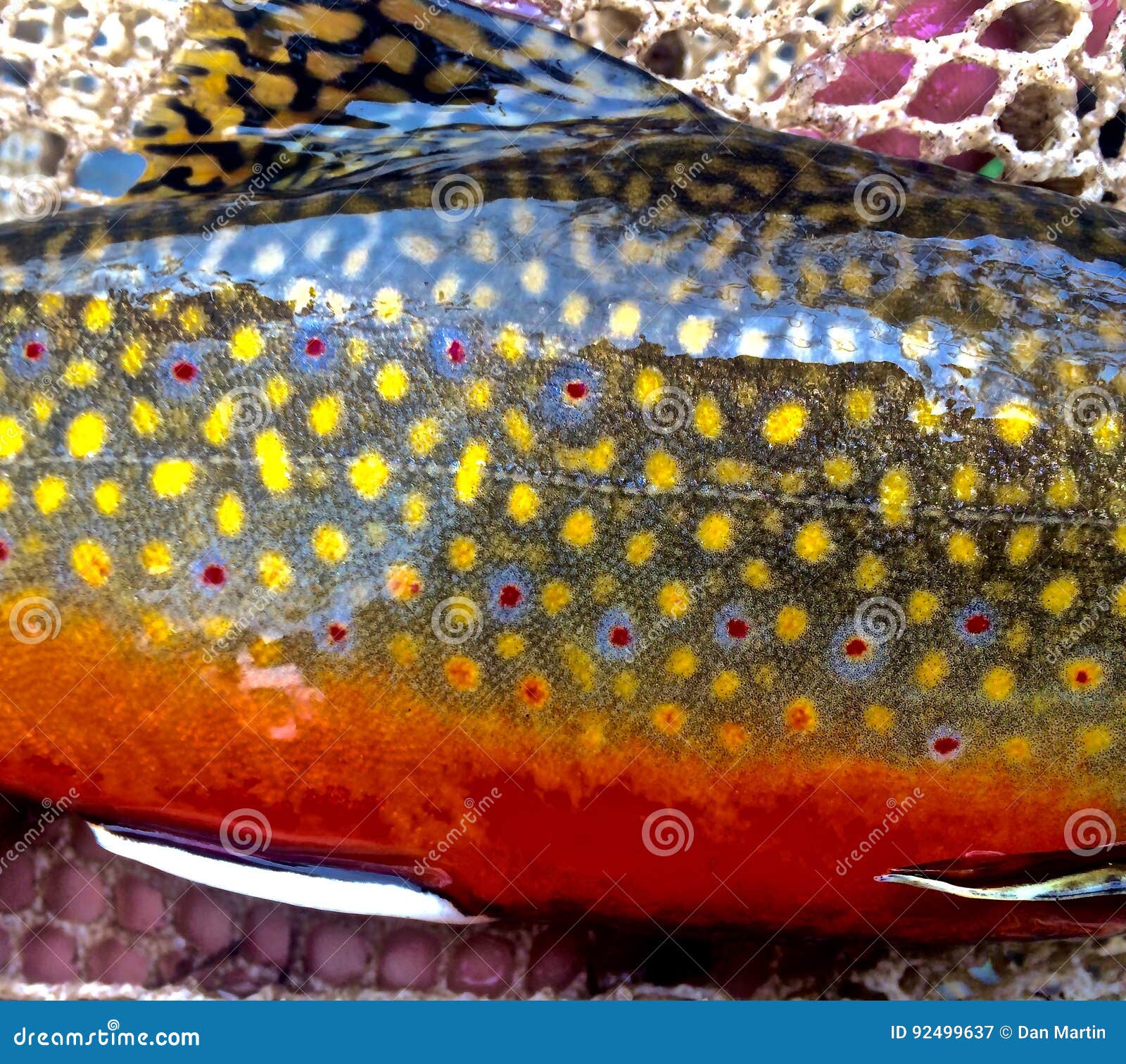 a spawning brook trout colors