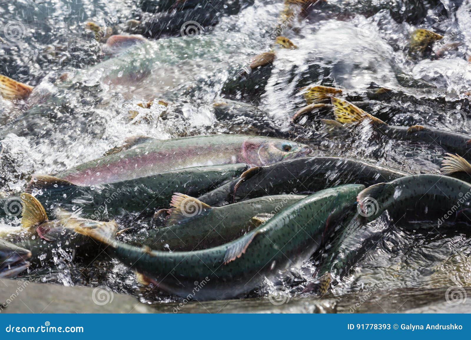 Spawning salmon. salmon spawning