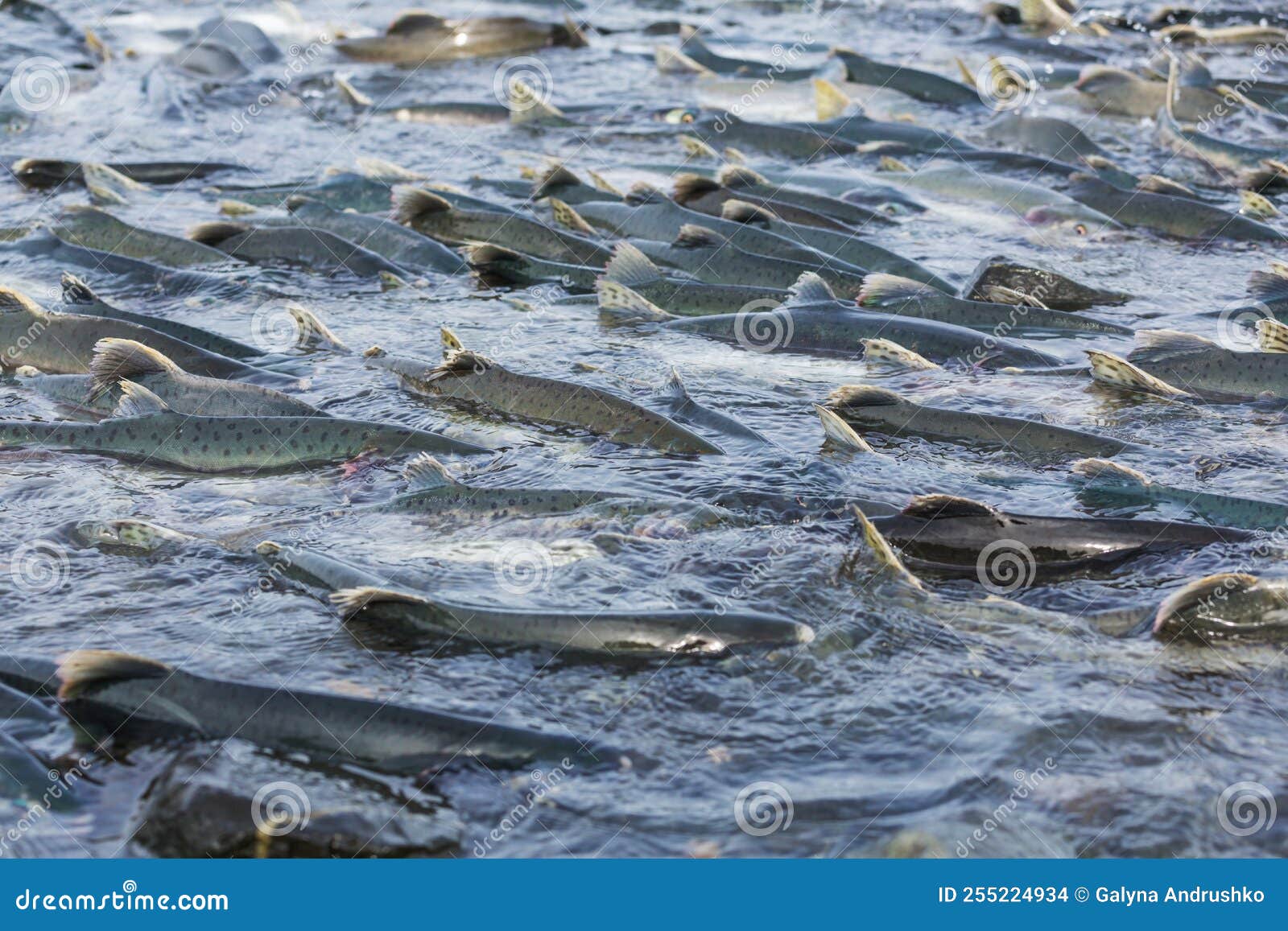 Spawning salmon stock photo. Image of spawning, fish 255224934