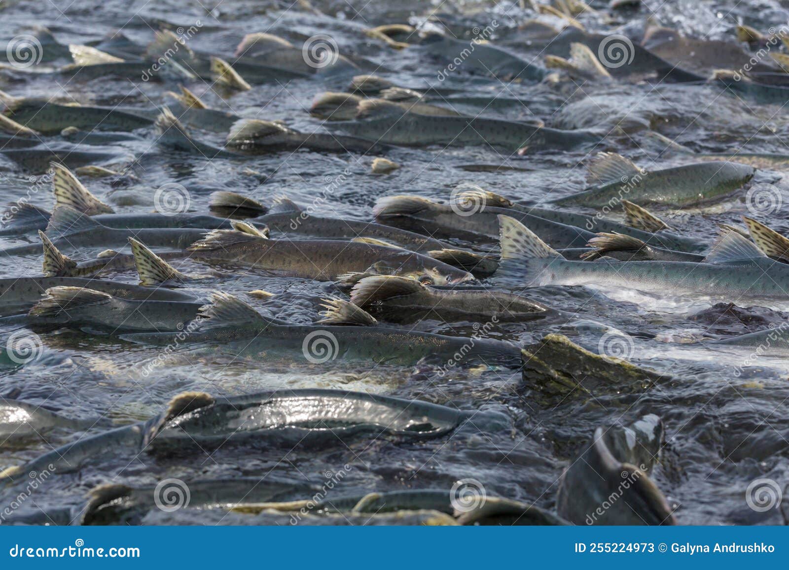 Spawning salmon stock image. Image of underwater, tourism 255224973