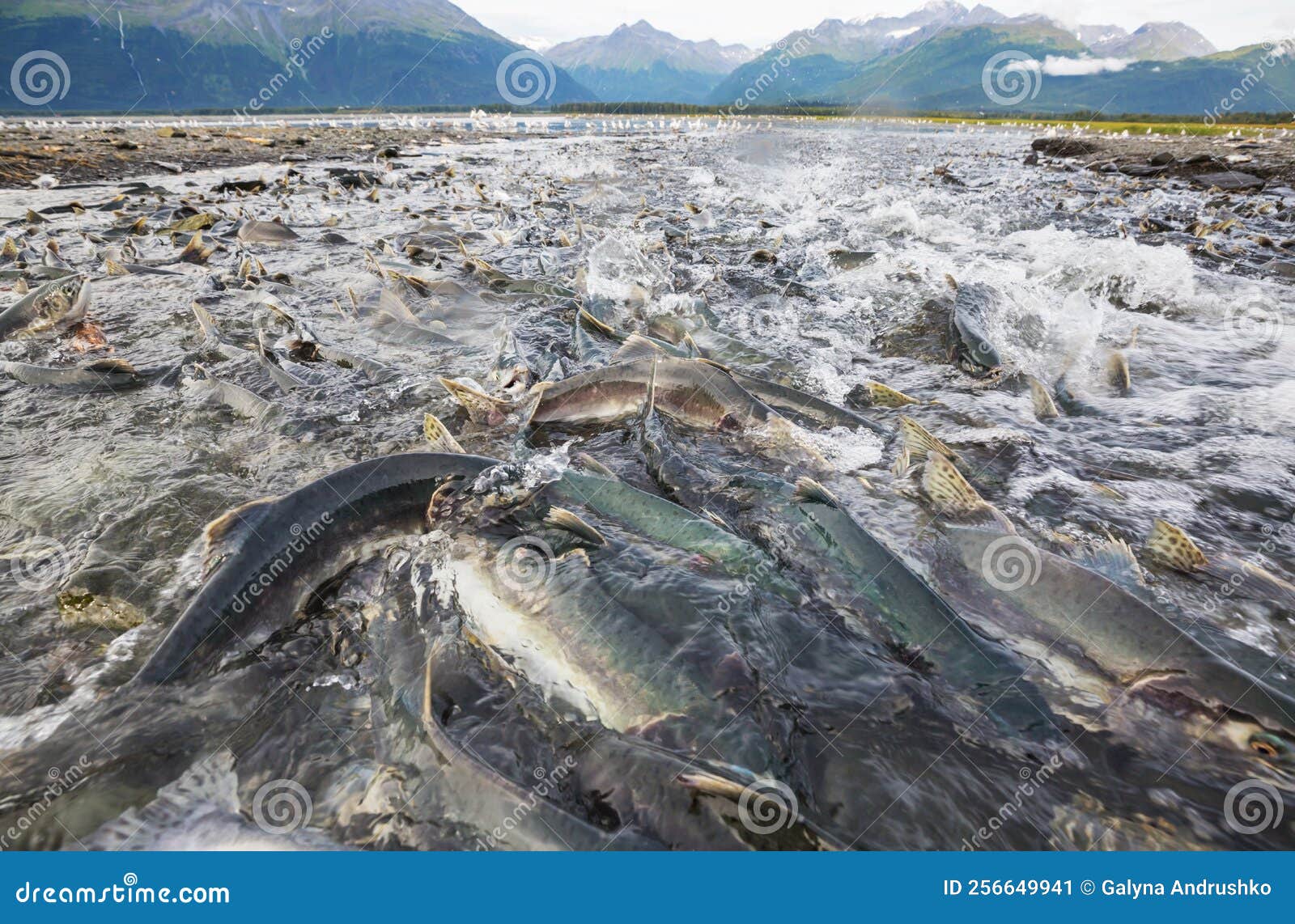 Spawning salmon stock image. Image of sport, view, scenic 256649941