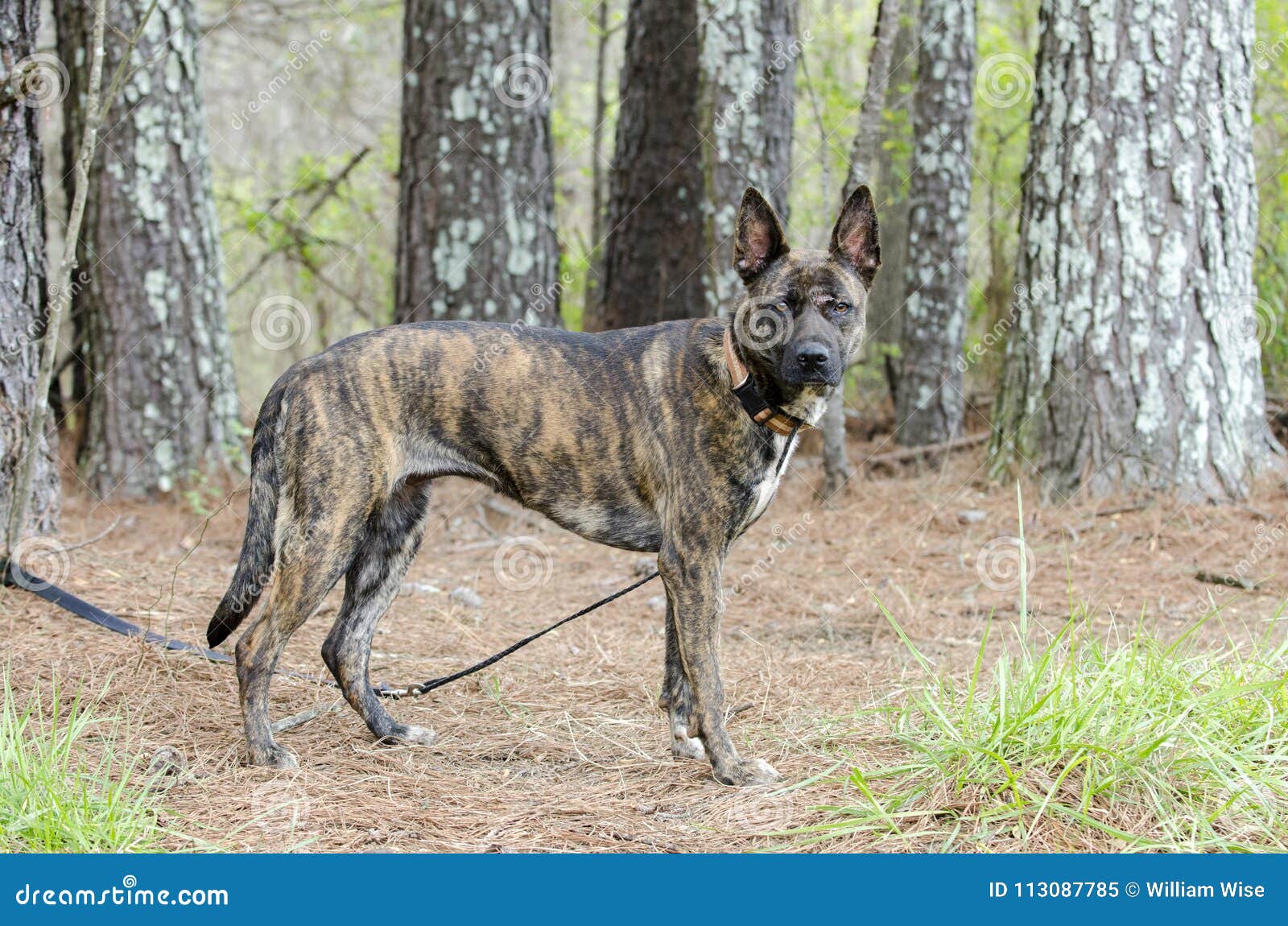 brindle shepherd pit mix