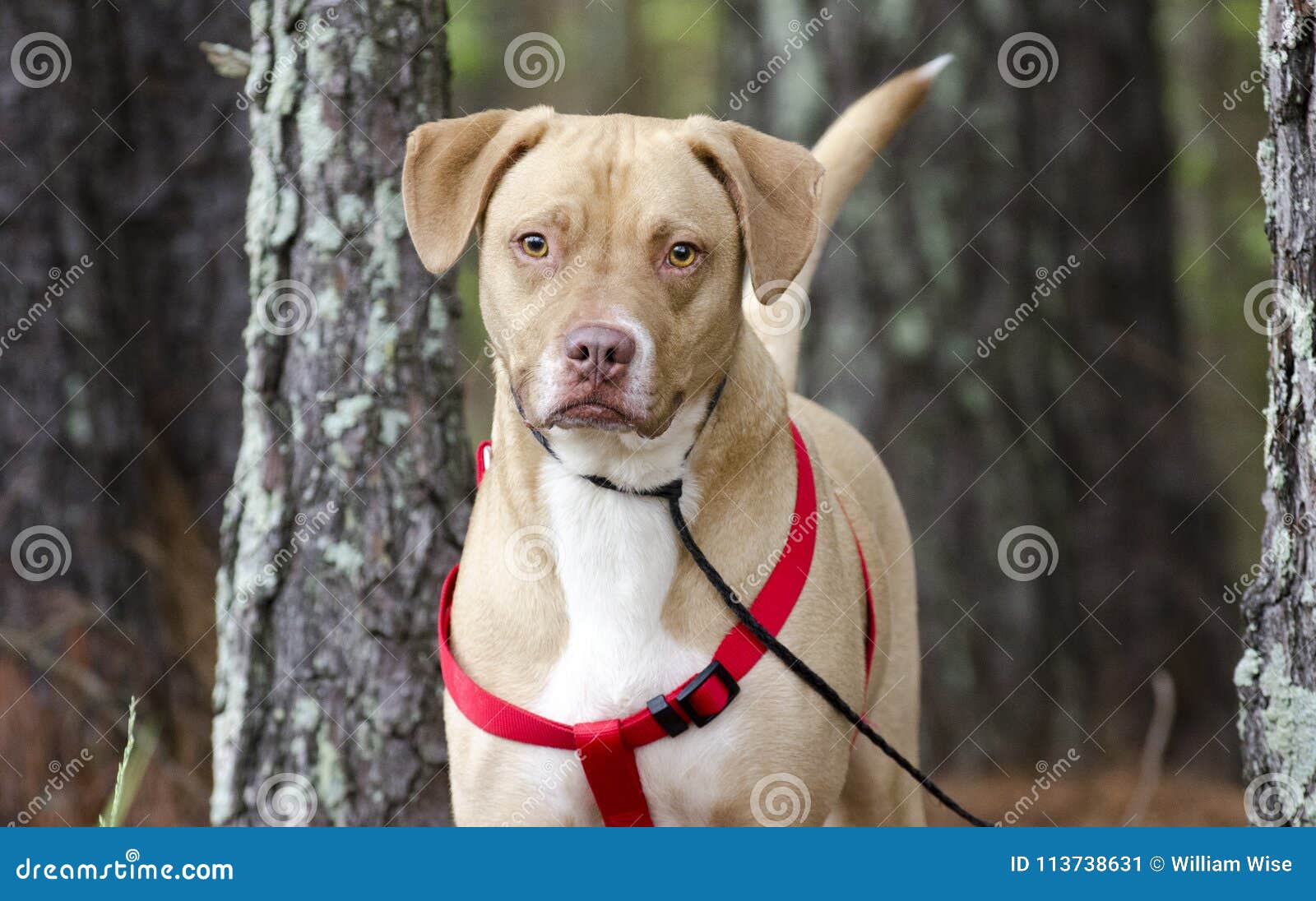 american bulldog and lab mix