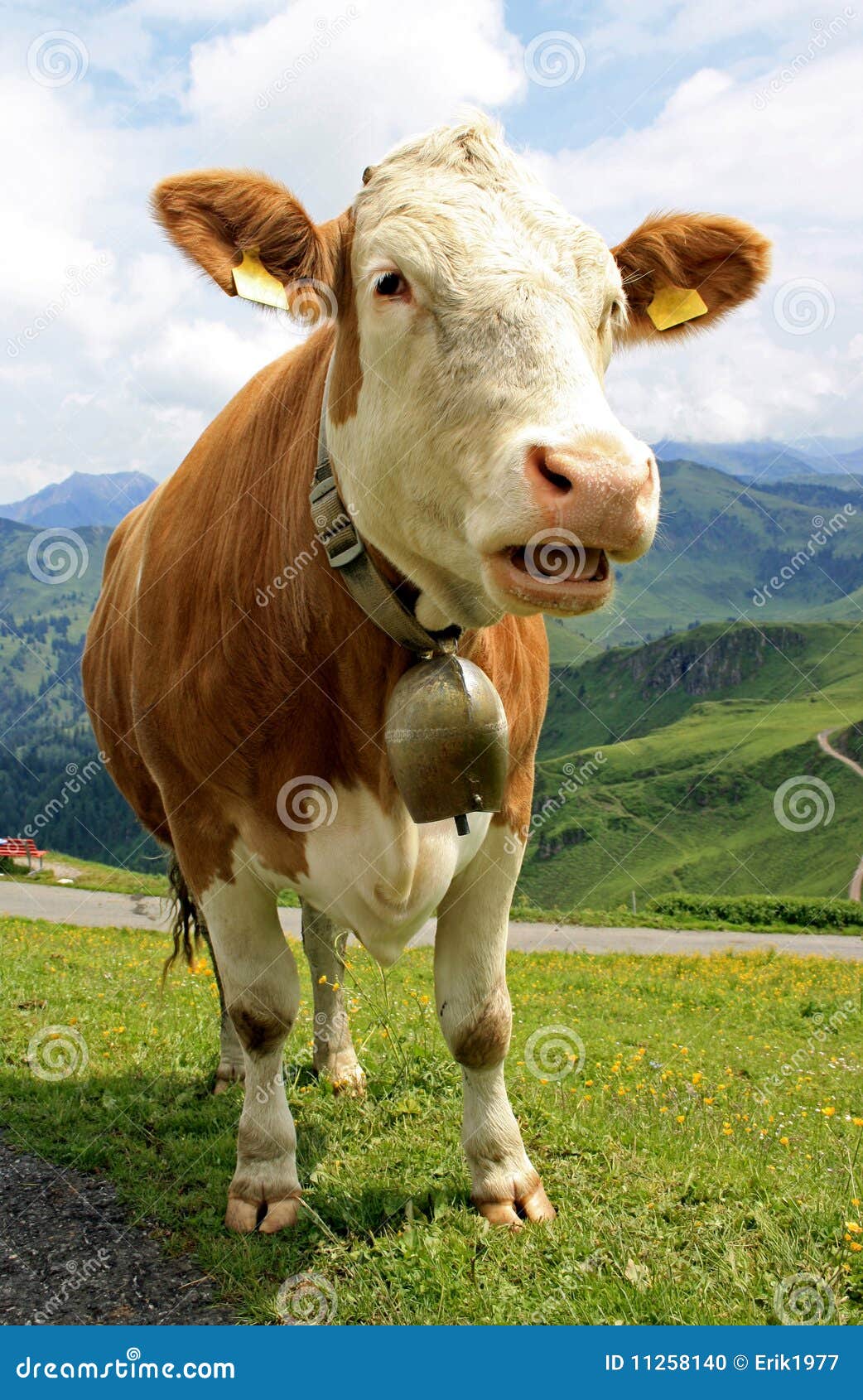 Speaking cow stock photo. Image of orientation, alpine 11258140