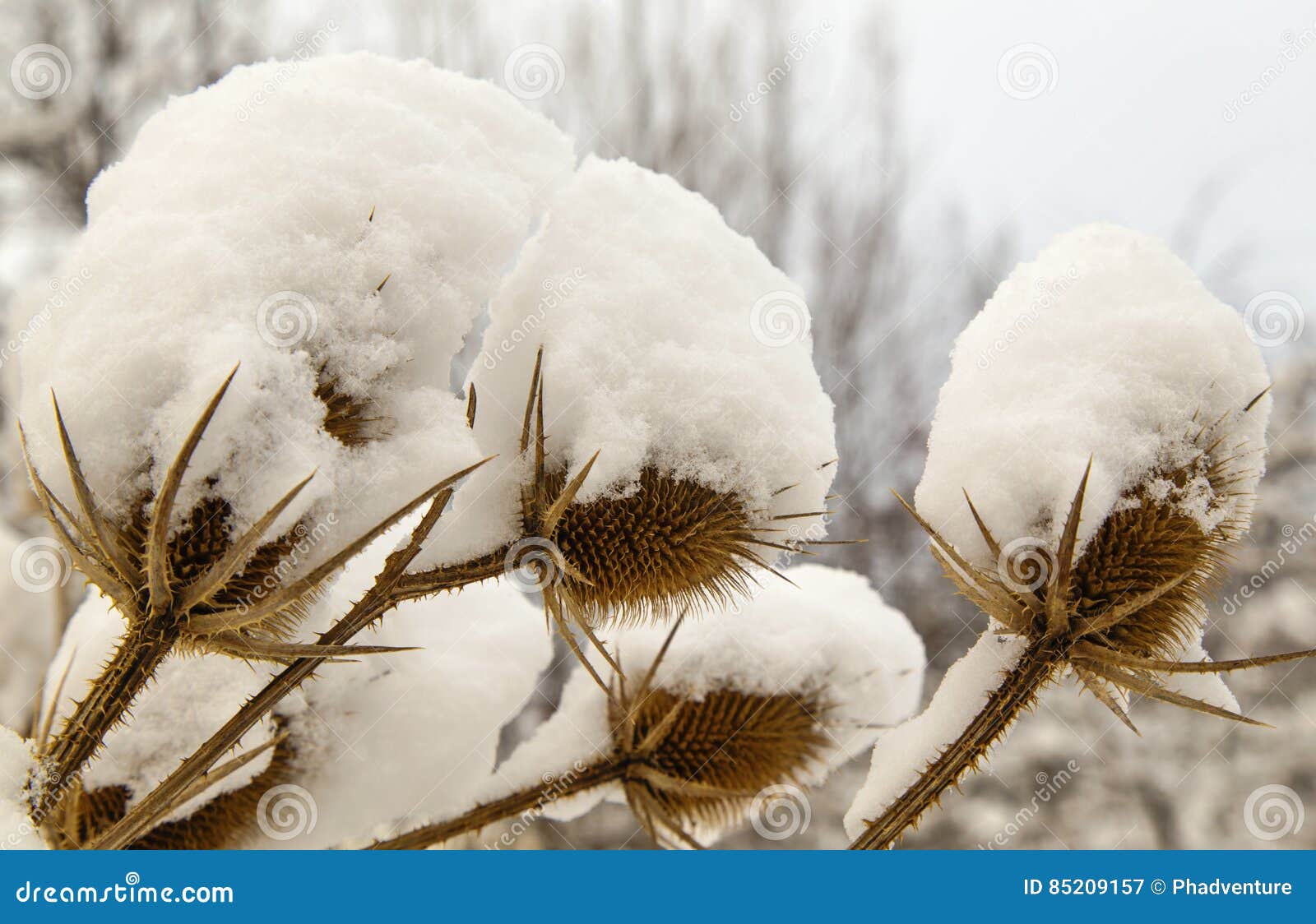 spear thistle covered with snow in winter