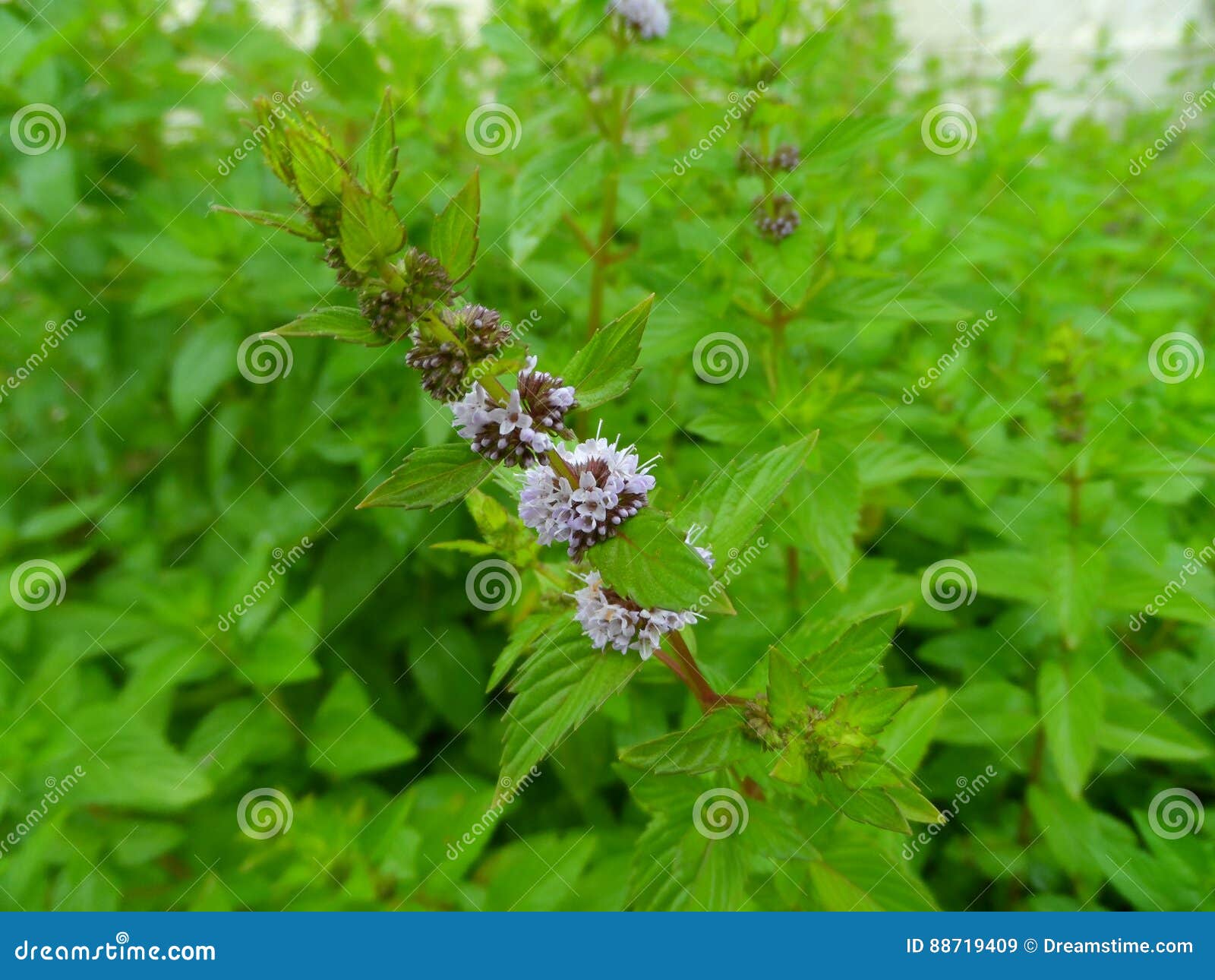 Spearmint in bloom stock image. Image of agriculture 88719409